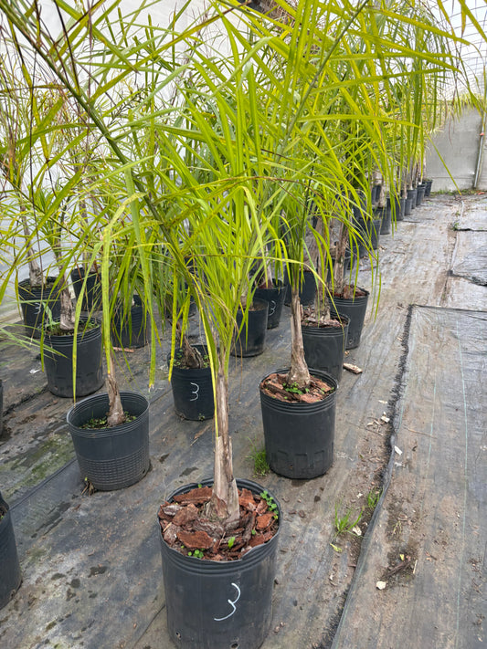 Palmera Pindó – La palmera nativa