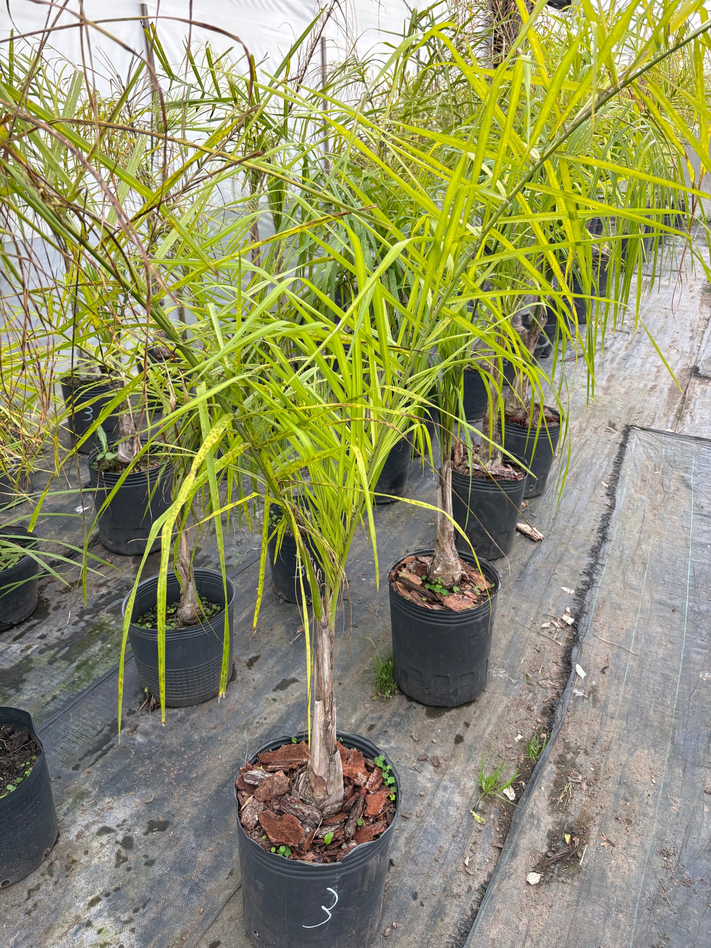 Palmera Pindó – La palmera nativa