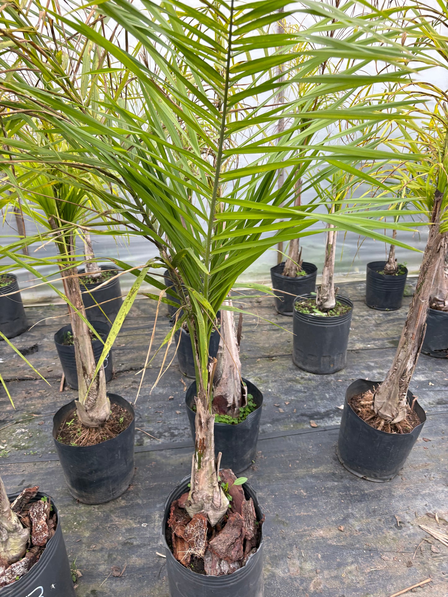 Palmera Pindó – La palmera nativa