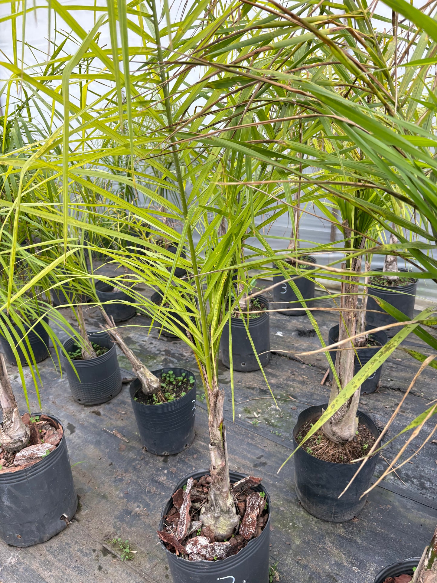 Palmera Pindó – La palmera nativa