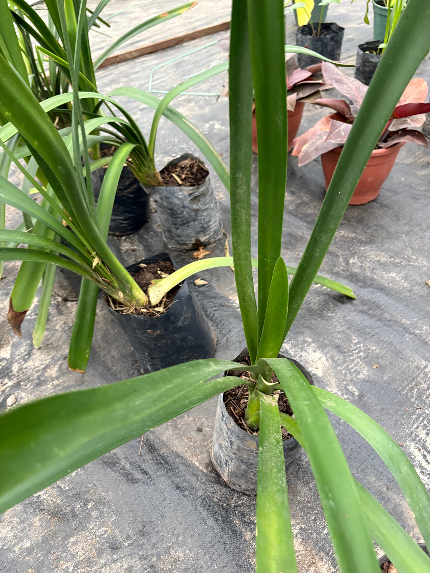 Clivia – Flor naranja para la sombra