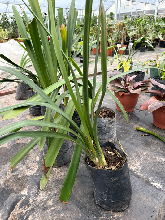Clivia – Flor naranja para la sombra