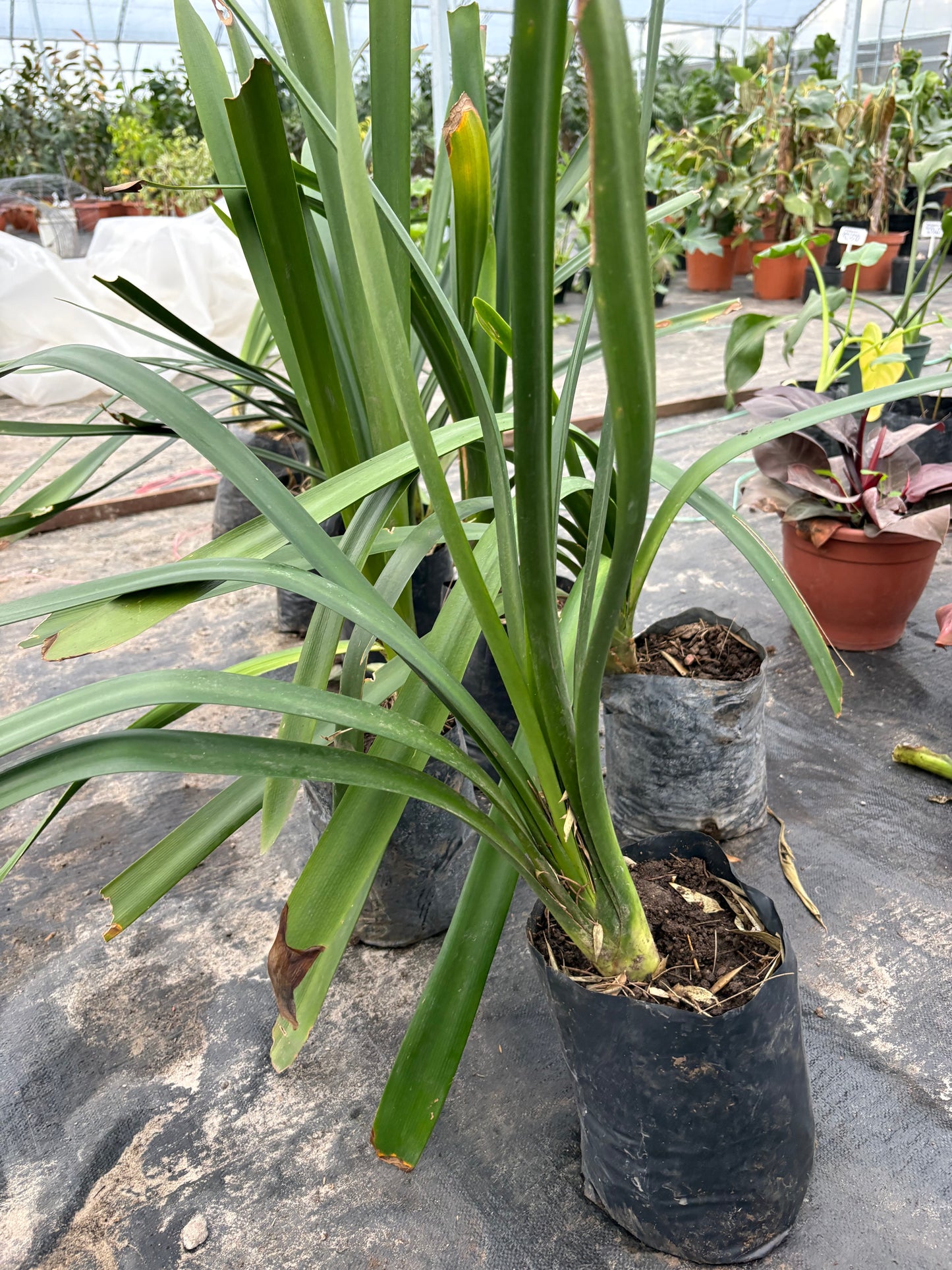 Clivia – Flor naranja para la sombra