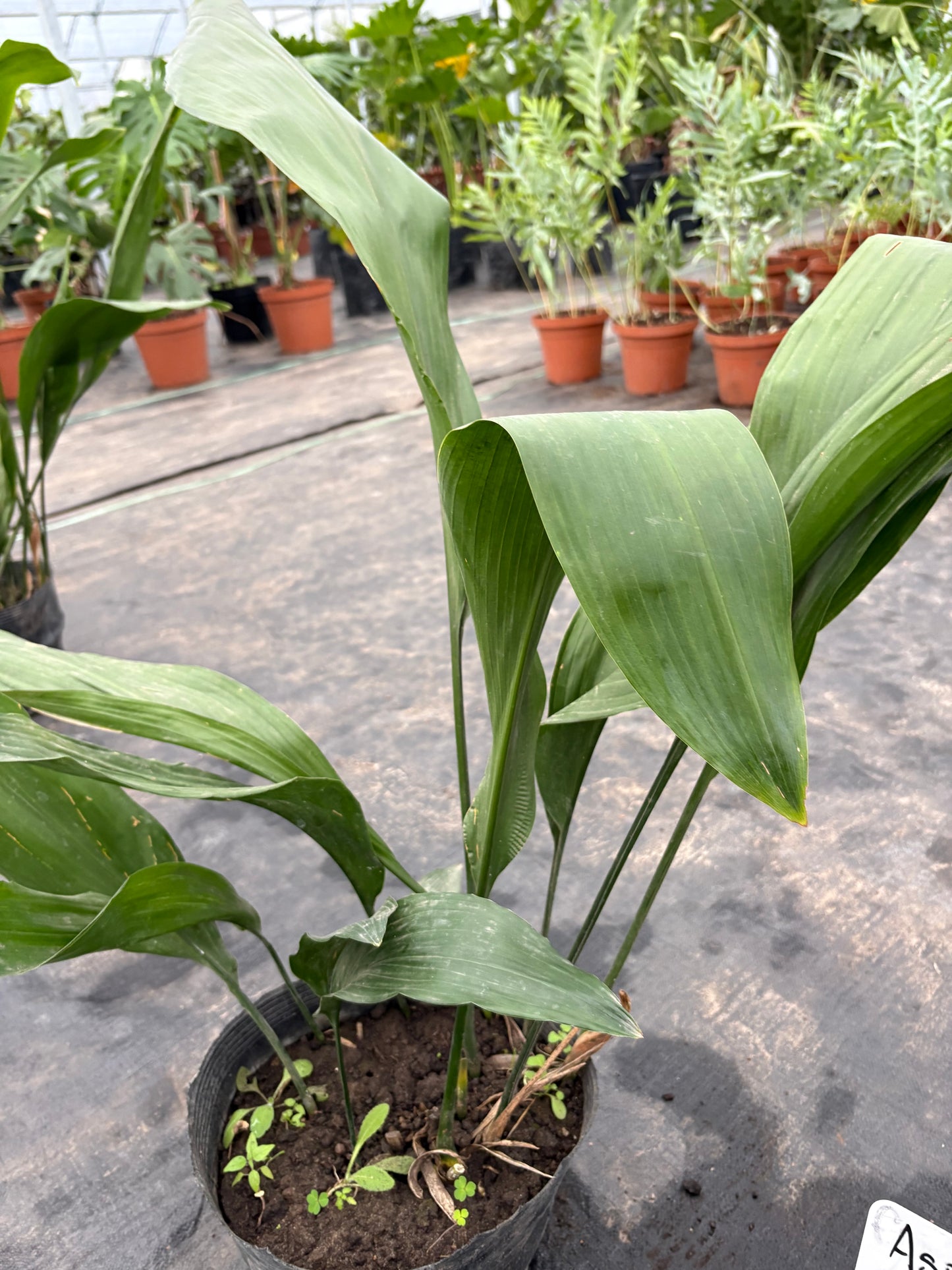 Aspidistra – La planta de hierro