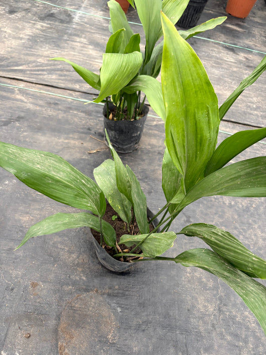 Aspidistra – La planta de hierro