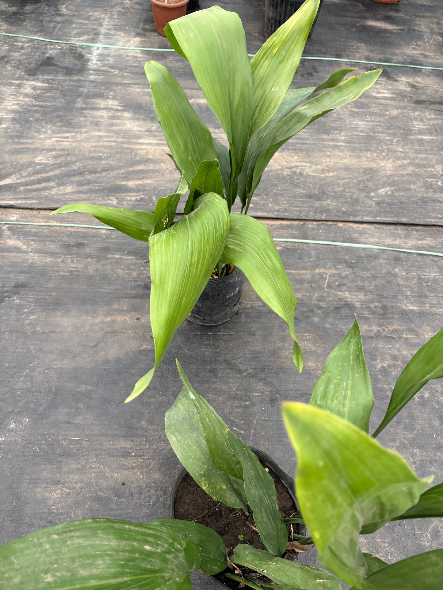 Aspidistra – La planta de hierro