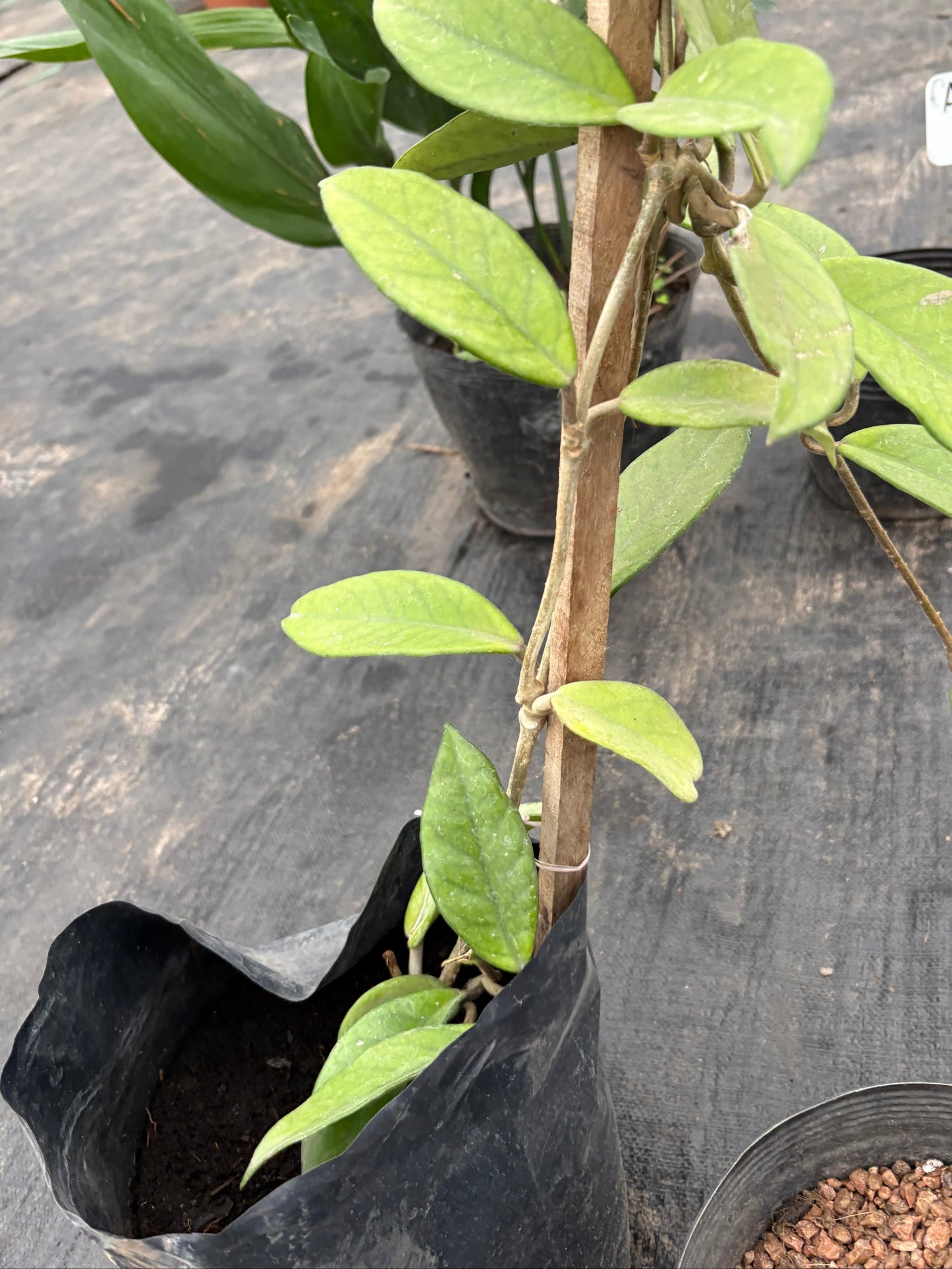 Flor de Nácar (Hoya) – Colgante de colección