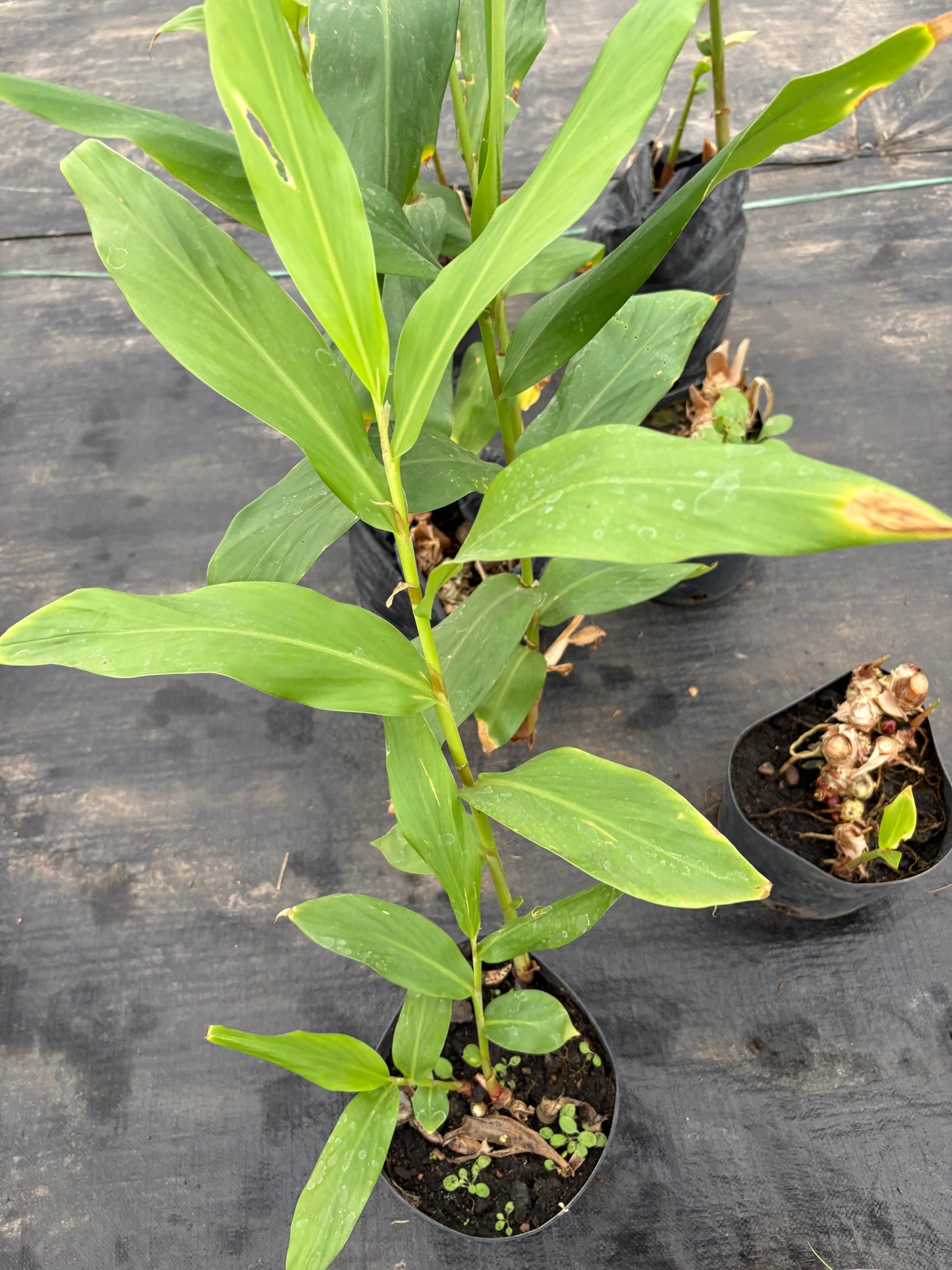 Caña Malaca – Tropical de crecimiento vigoroso