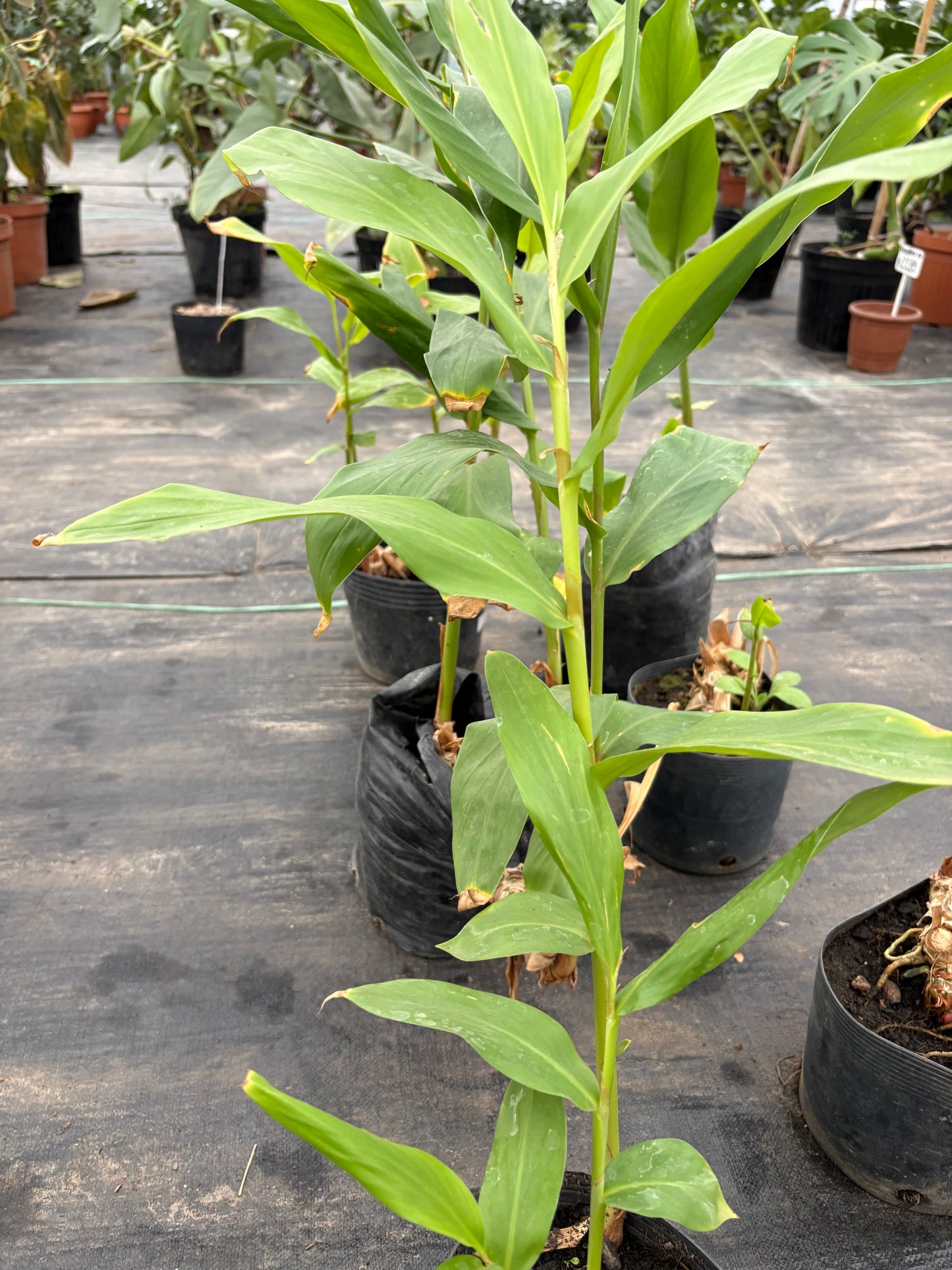 Caña Malaca – Tropical de crecimiento vigoroso