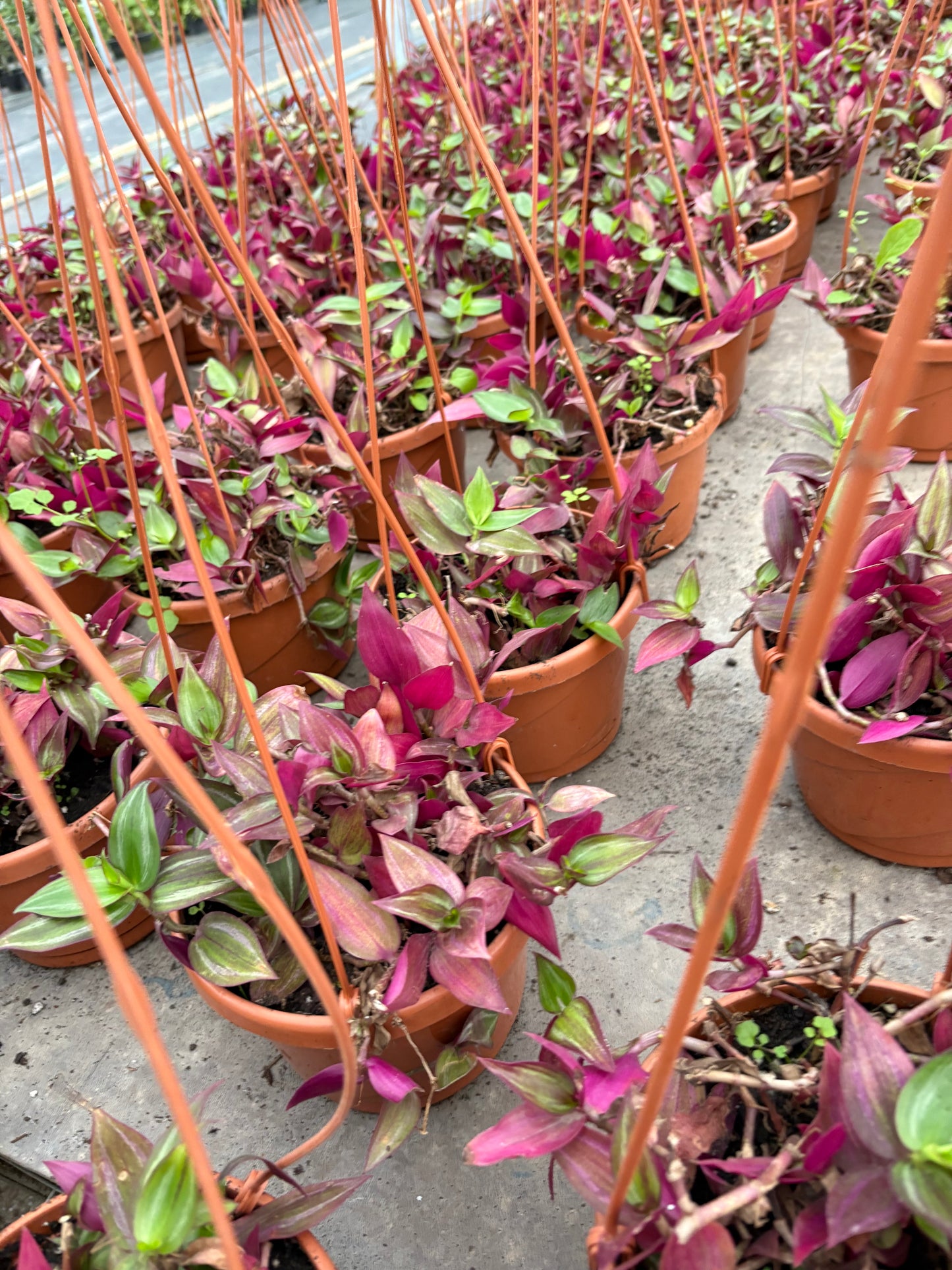Tradescantia Zebrina – Colgante violeta