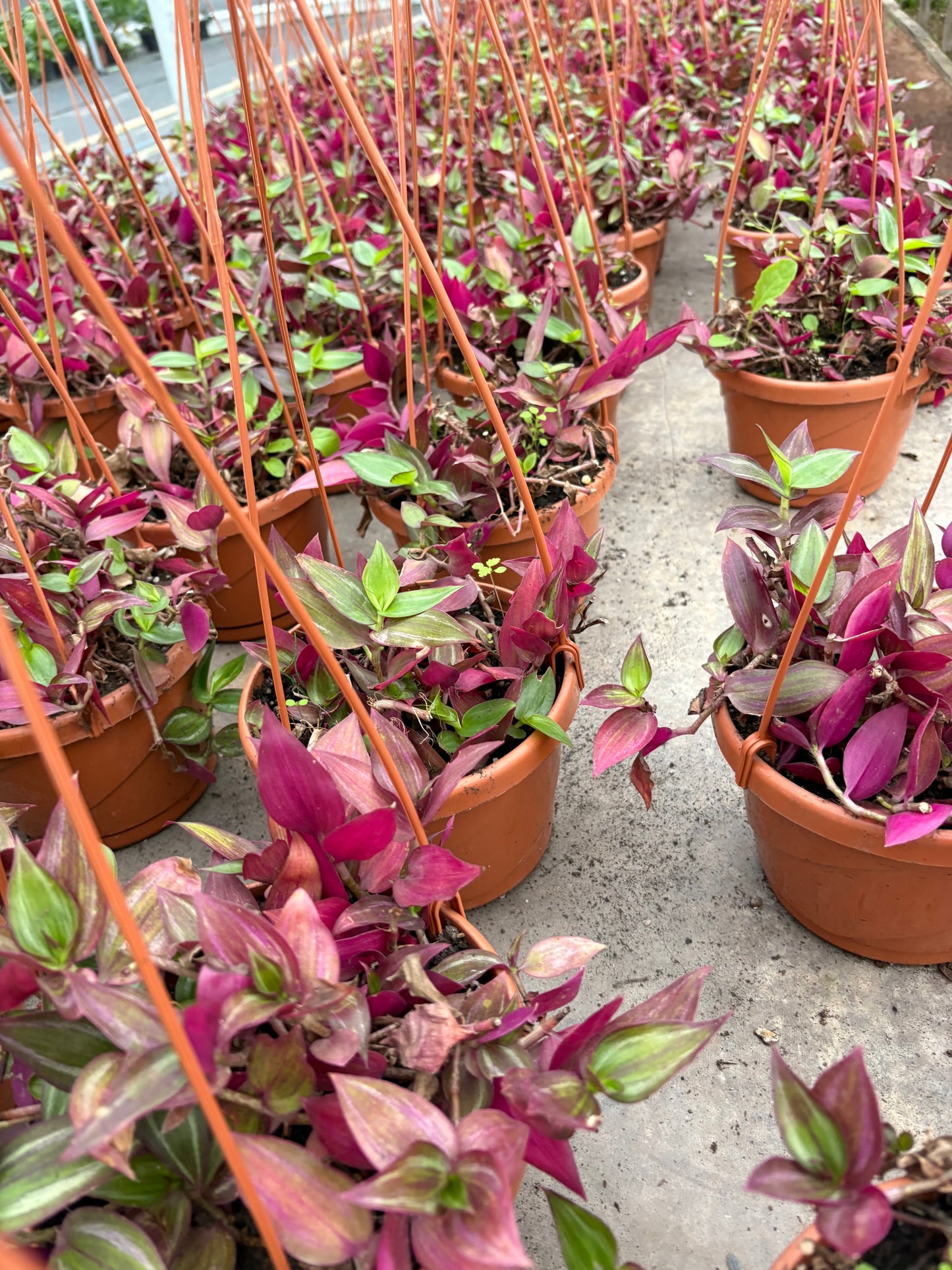 Tradescantia Zebrina – Colgante violeta