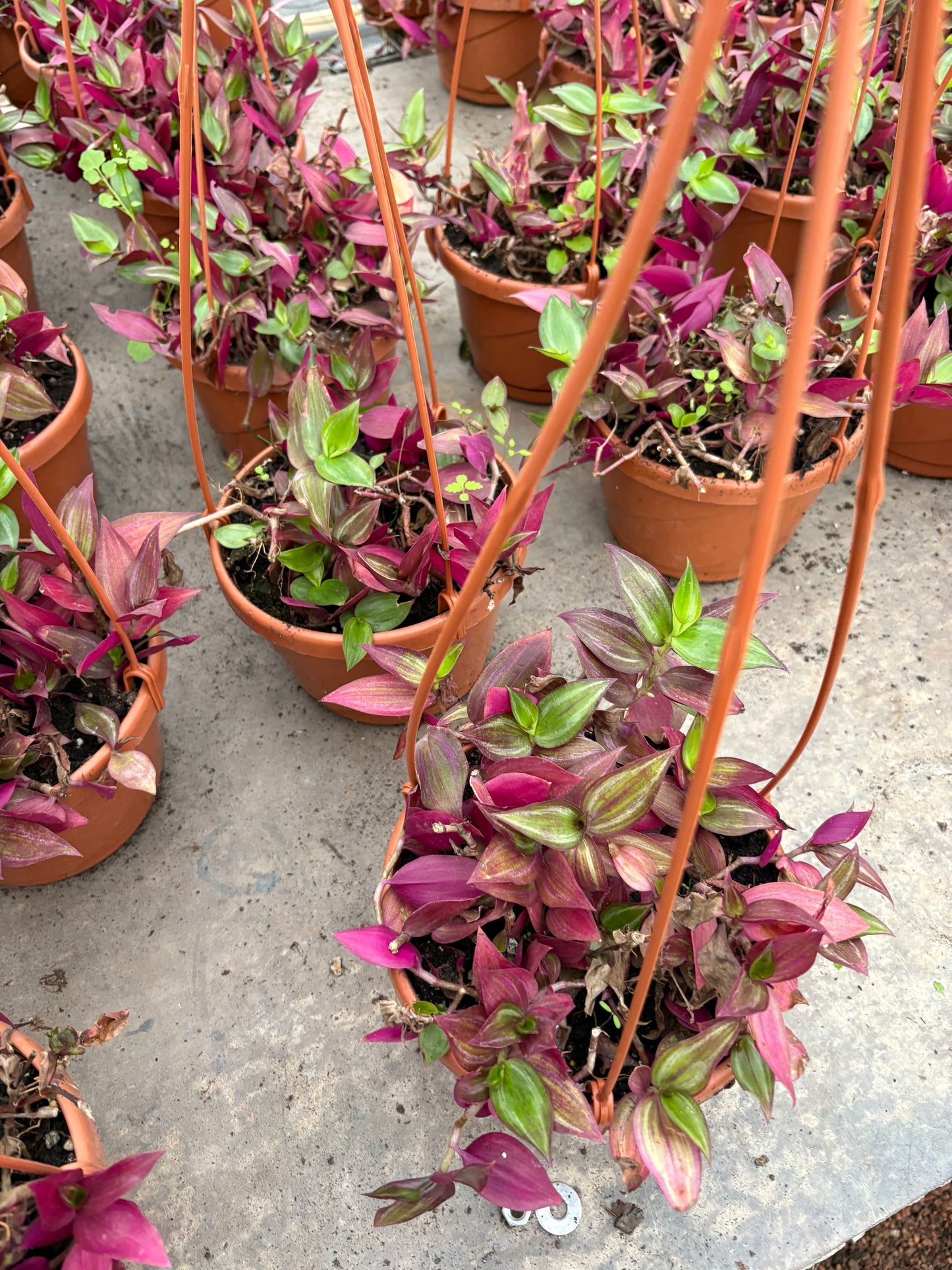 Tradescantia Zebrina – Colgante violeta