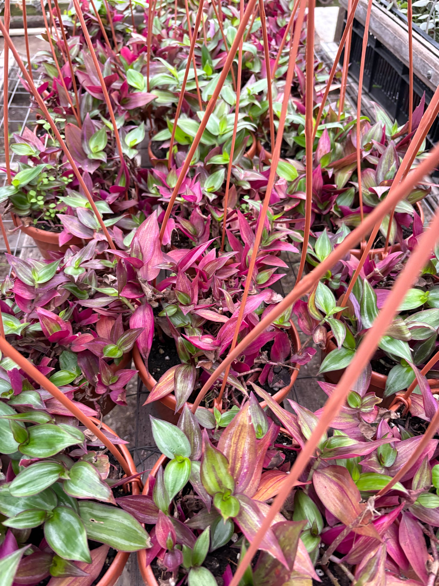 Tradescantia Zebrina – Colgante violeta