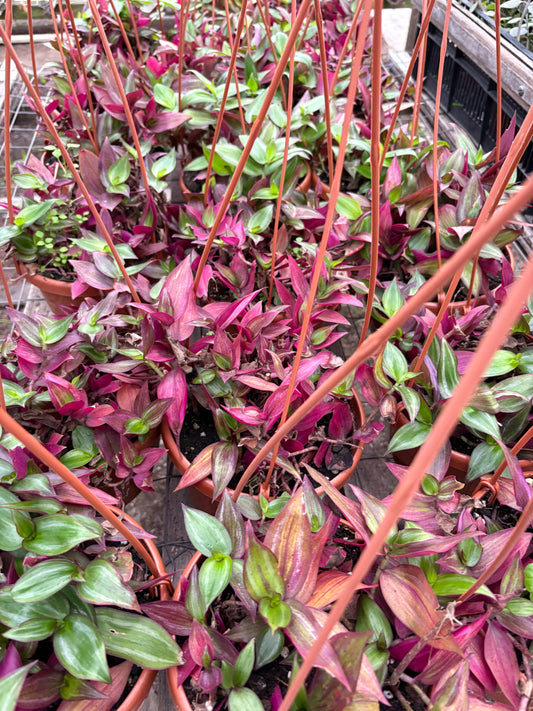Tradescantia Zebrina – Colgante violeta