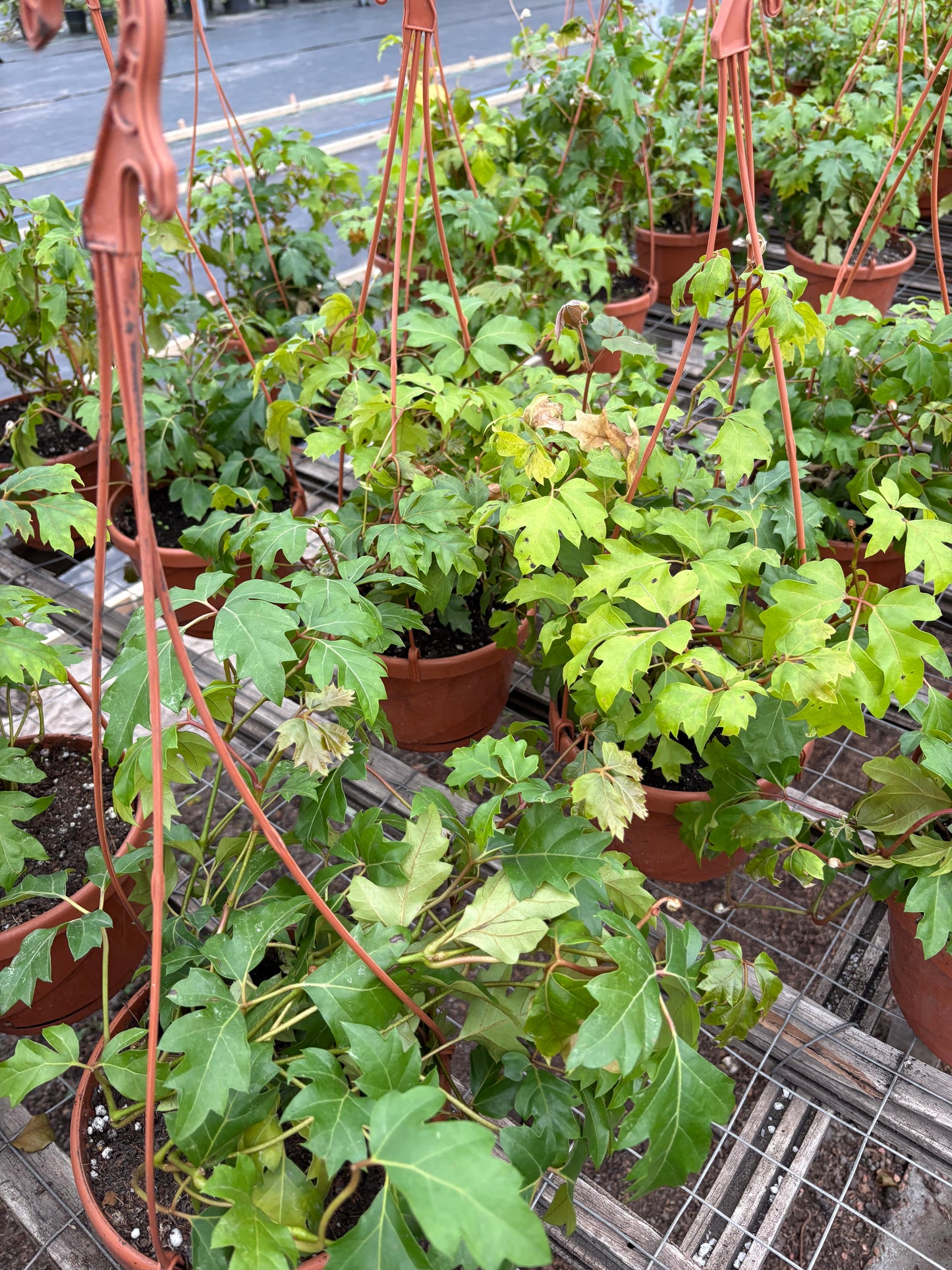 Cissus – La colgante todoterreno