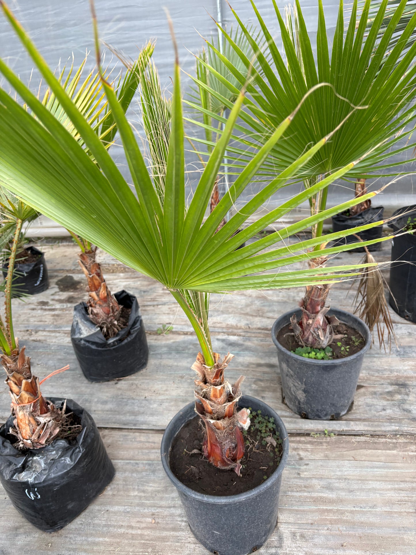 Palmera Washingtonia – Clásica de crecimiento rápido