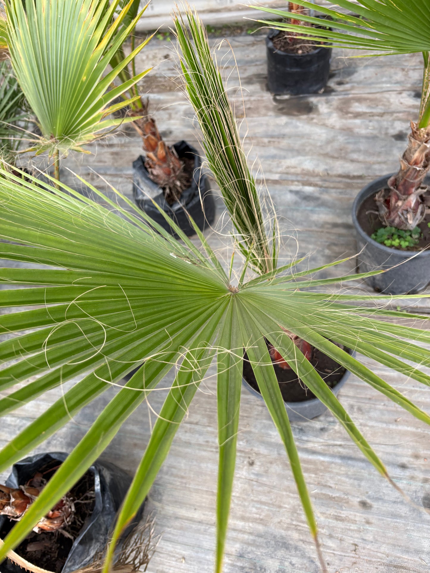 Palmera Washingtonia – Clásica de crecimiento rápido