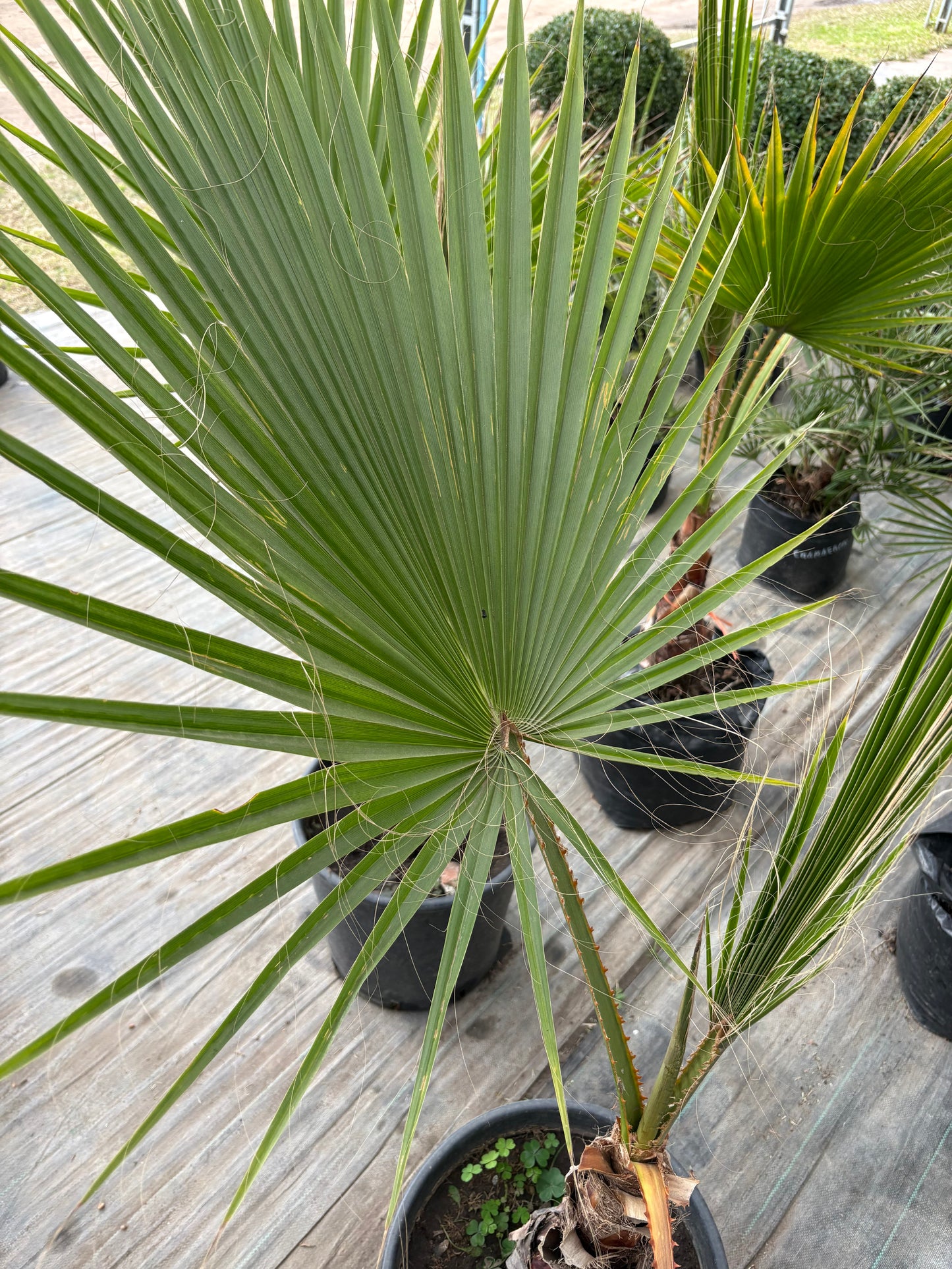 Palmera Washingtonia – Clásica de crecimiento rápido