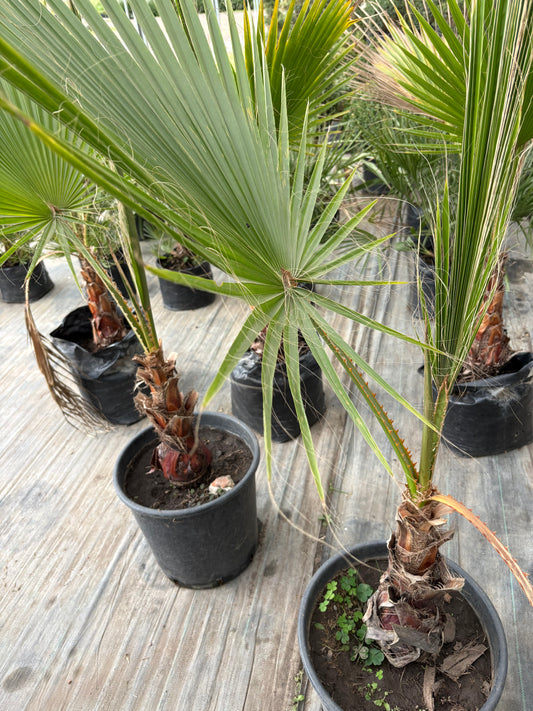 Palmera Washingtonia – Clásica de crecimiento rápido