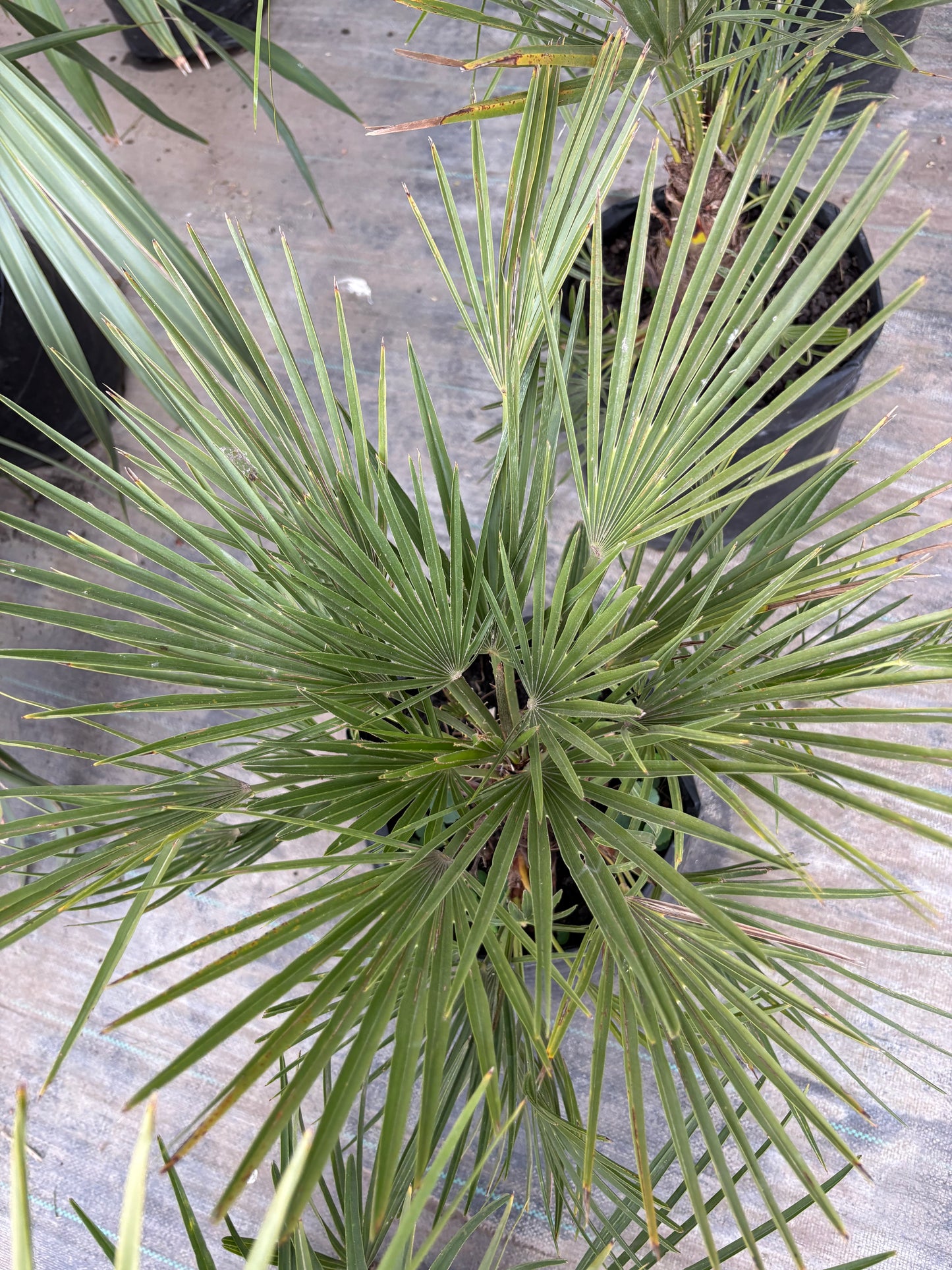 Chamaerops – Palmera rústica compacta