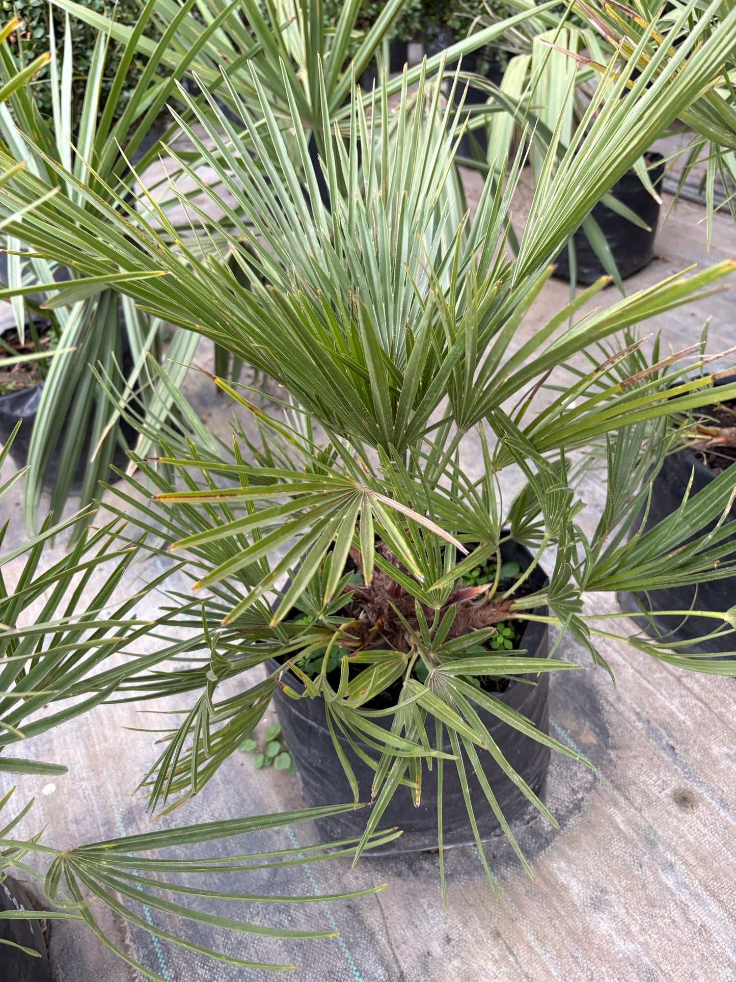 Chamaerops – Palmera rústica compacta
