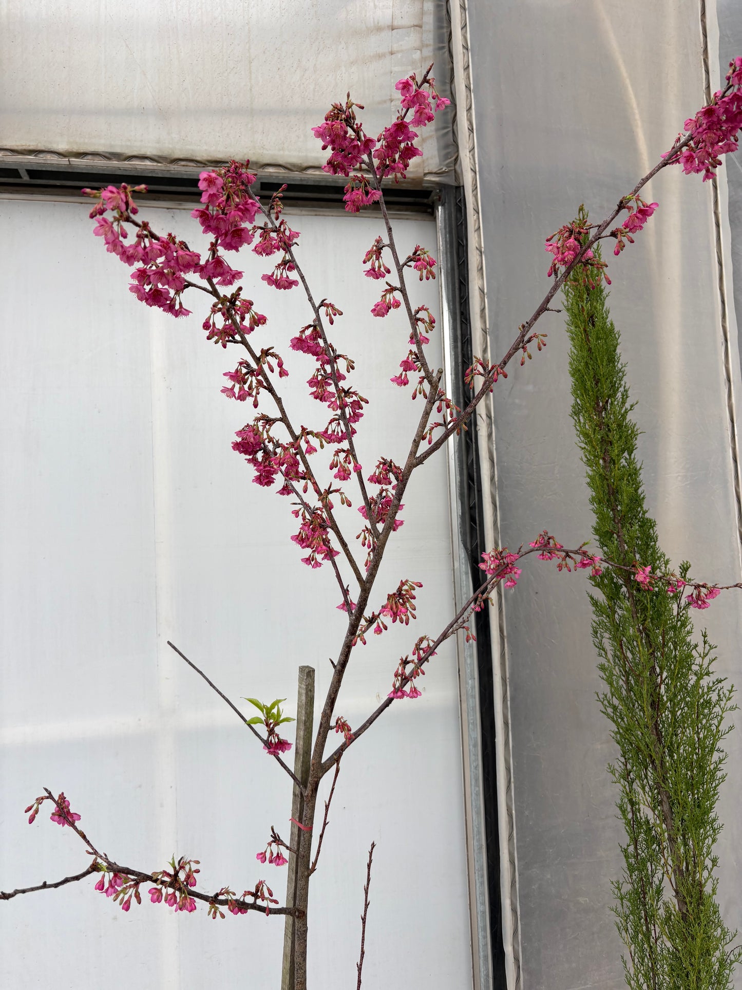 Cerezo Japonés – Floración espectacular