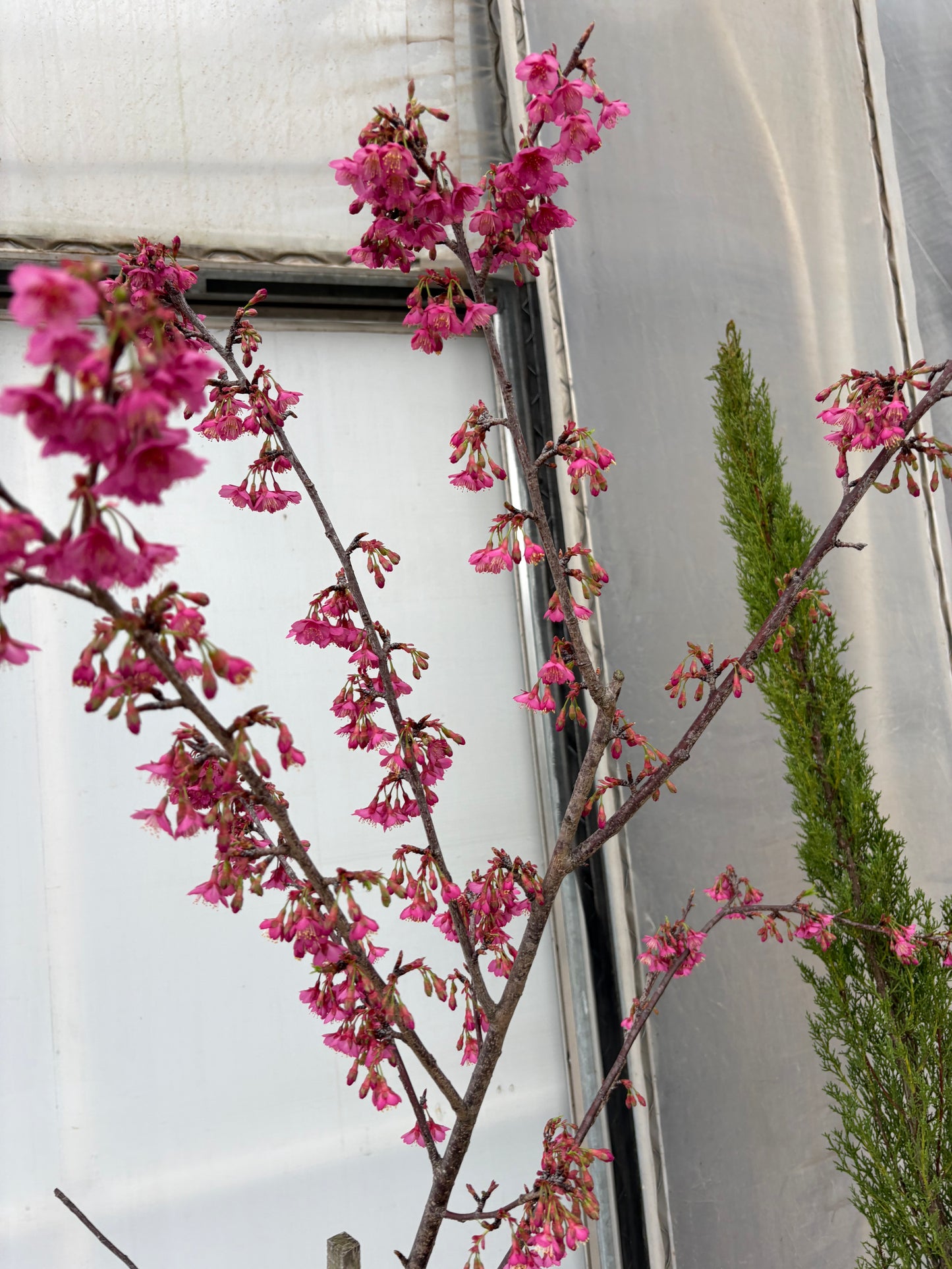 Cerezo Japonés – Floración espectacular