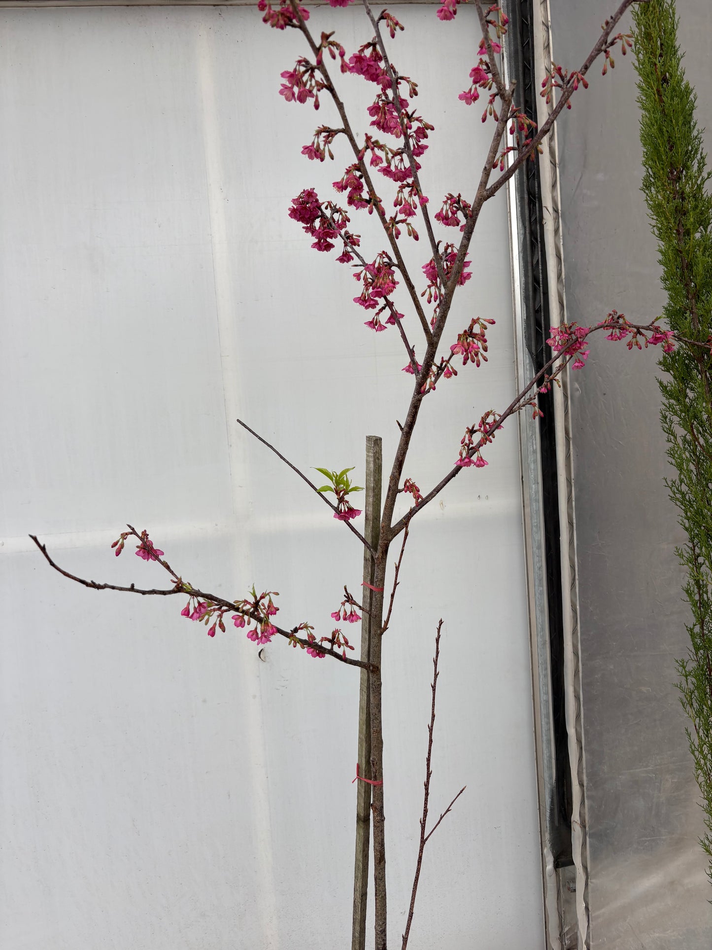 Cerezo Japonés – Floración espectacular