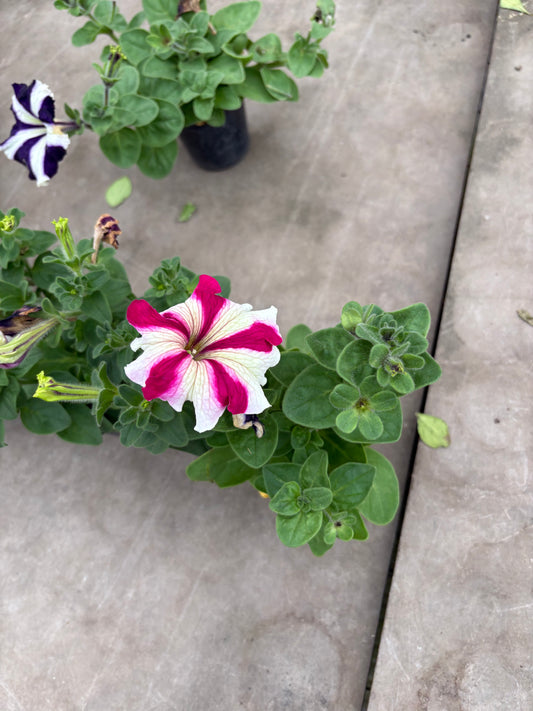 Petunia – Flor de temporada