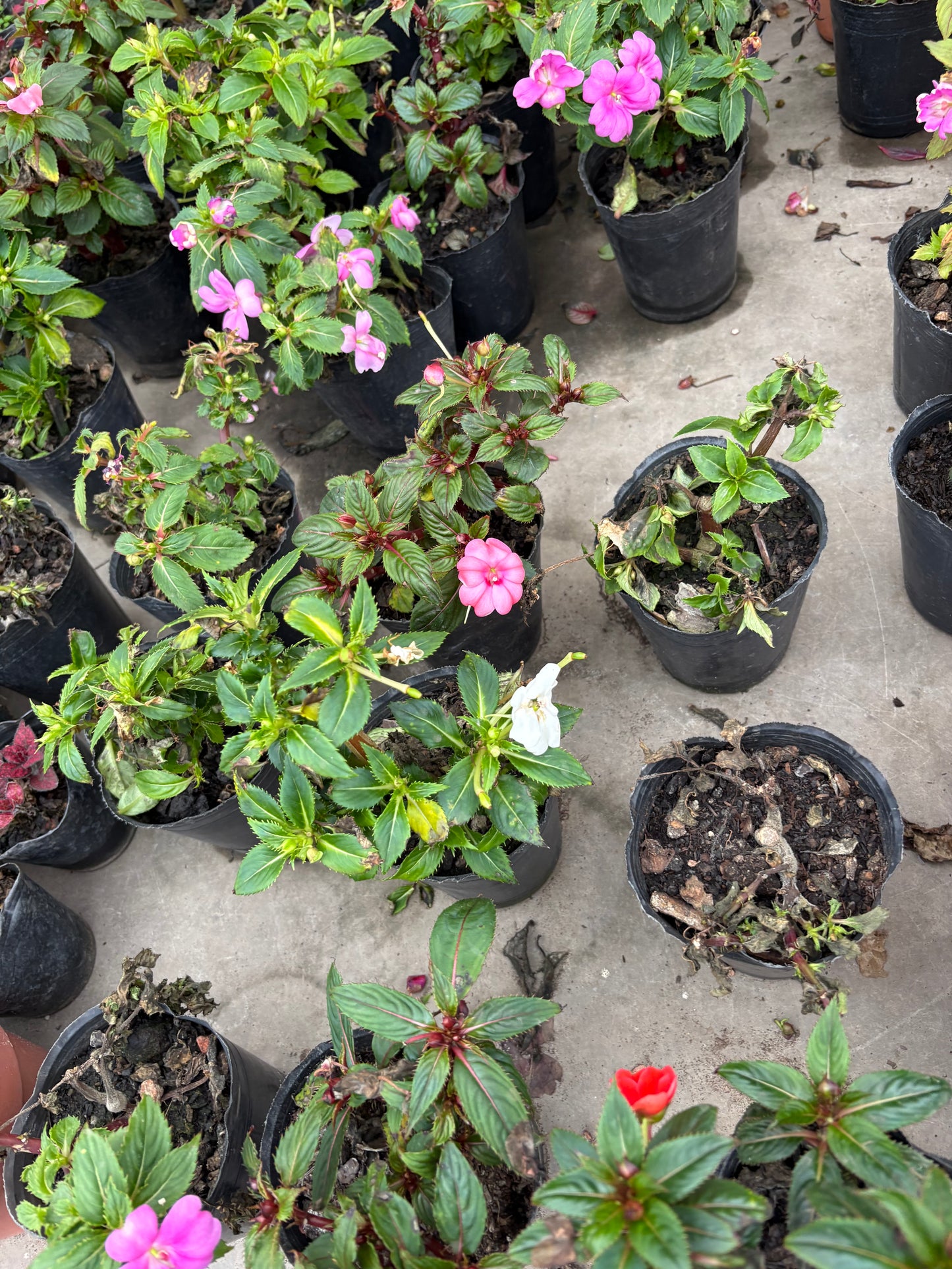 Petunia – Flor de temporada