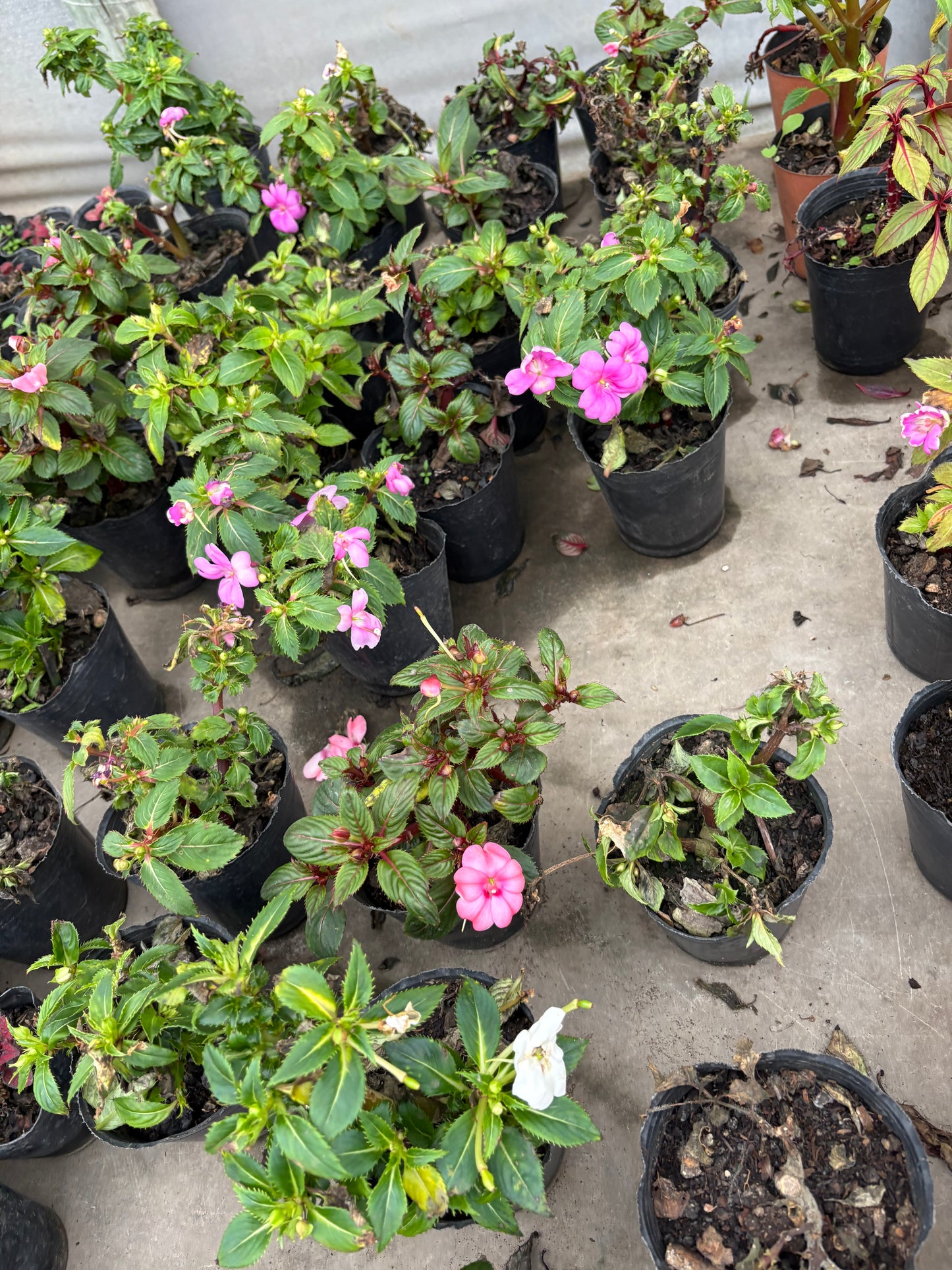 Alegría de Nueva Guinea – Flor para media sombra