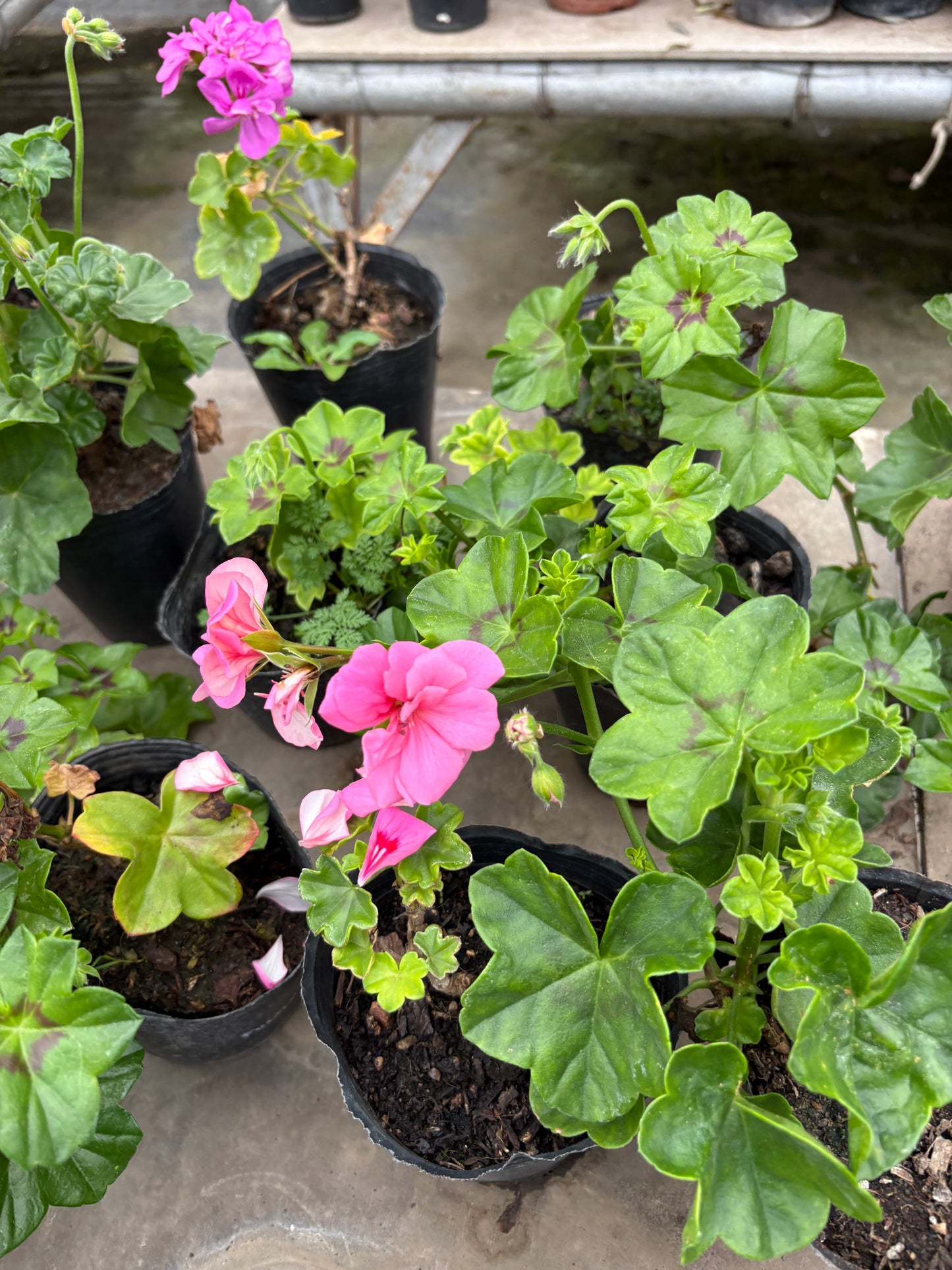 Malvón Hiedra – Colgante con flor