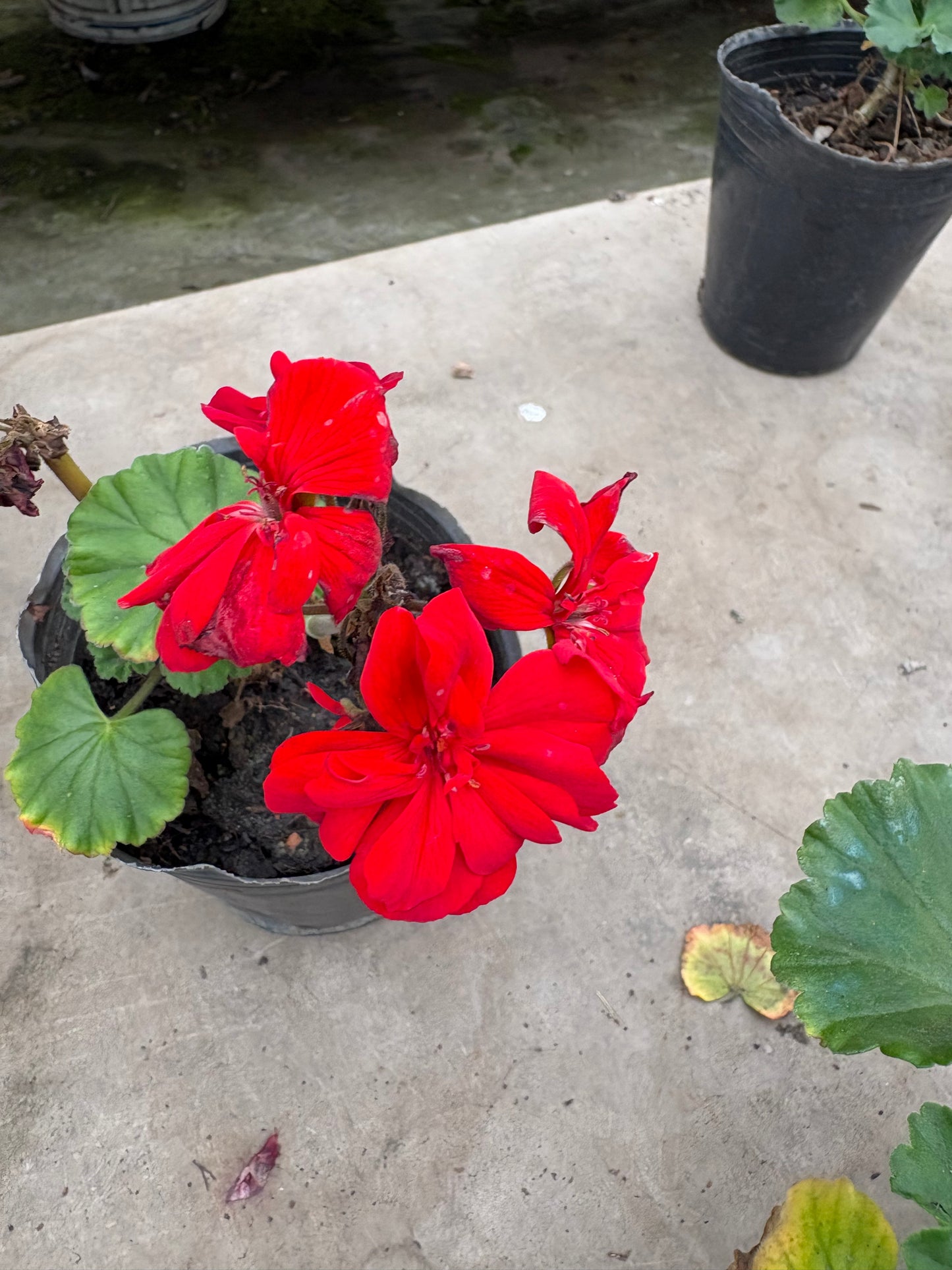 Malvón Hiedra – Colgante con flor