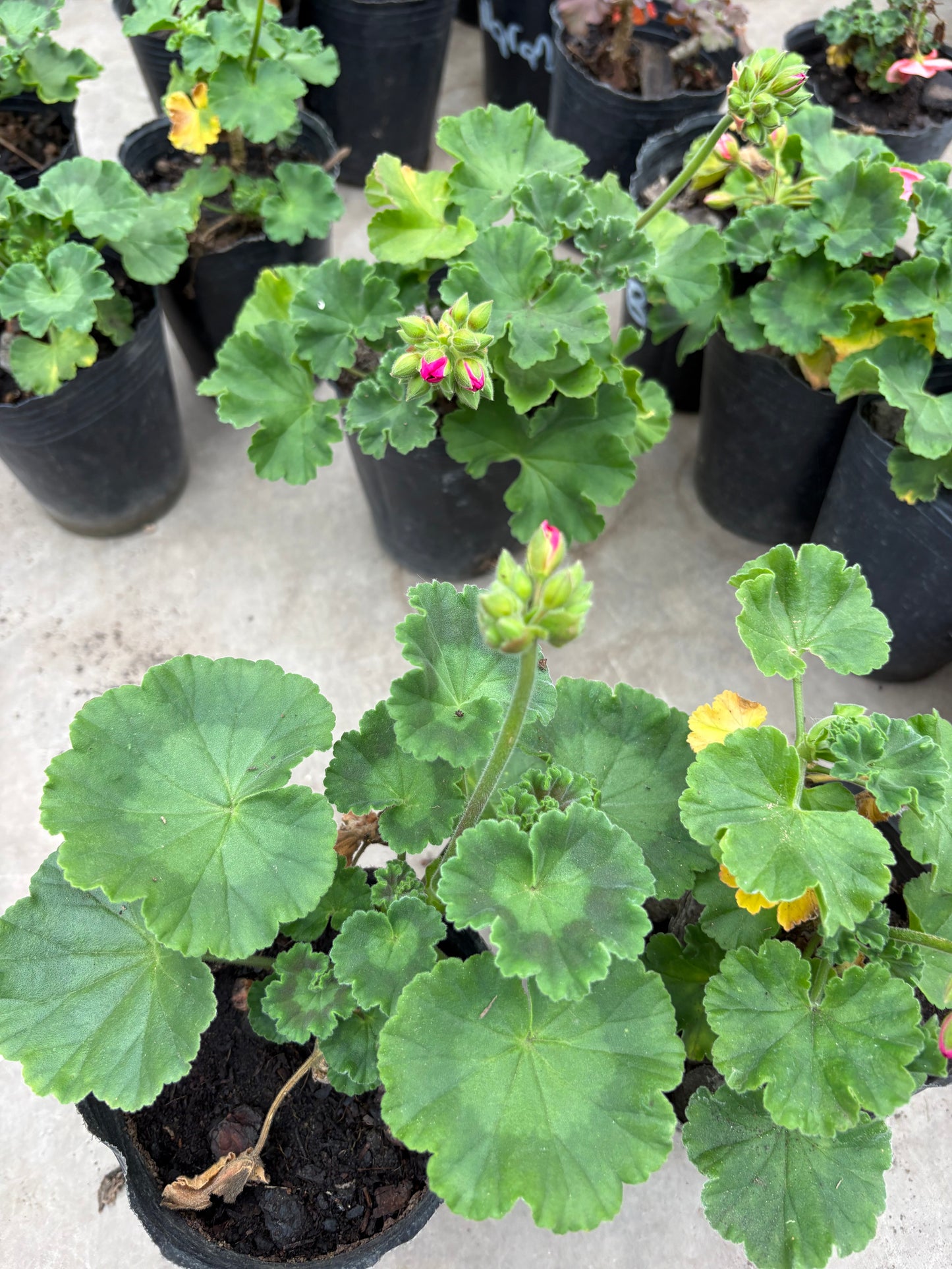 Malvón Hiedra – Colgante con flor