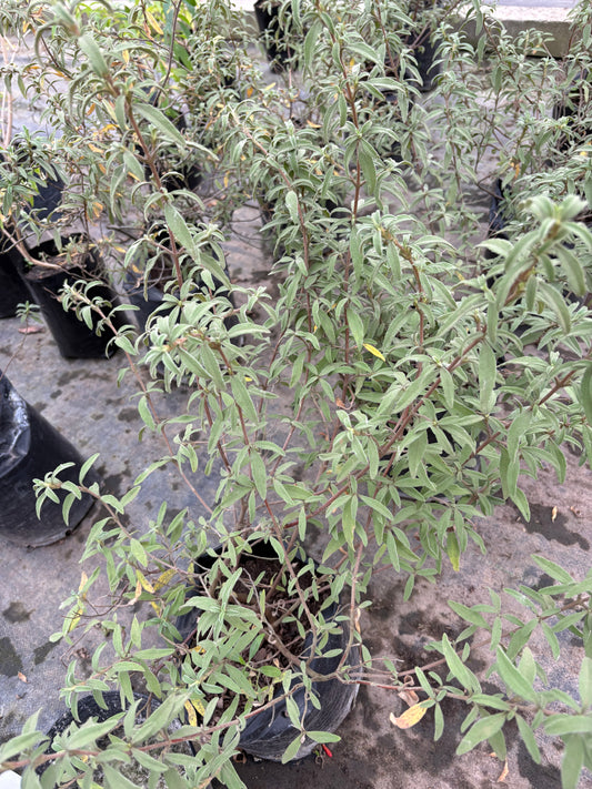 Cistus – Arbusto mediterráneo con flor