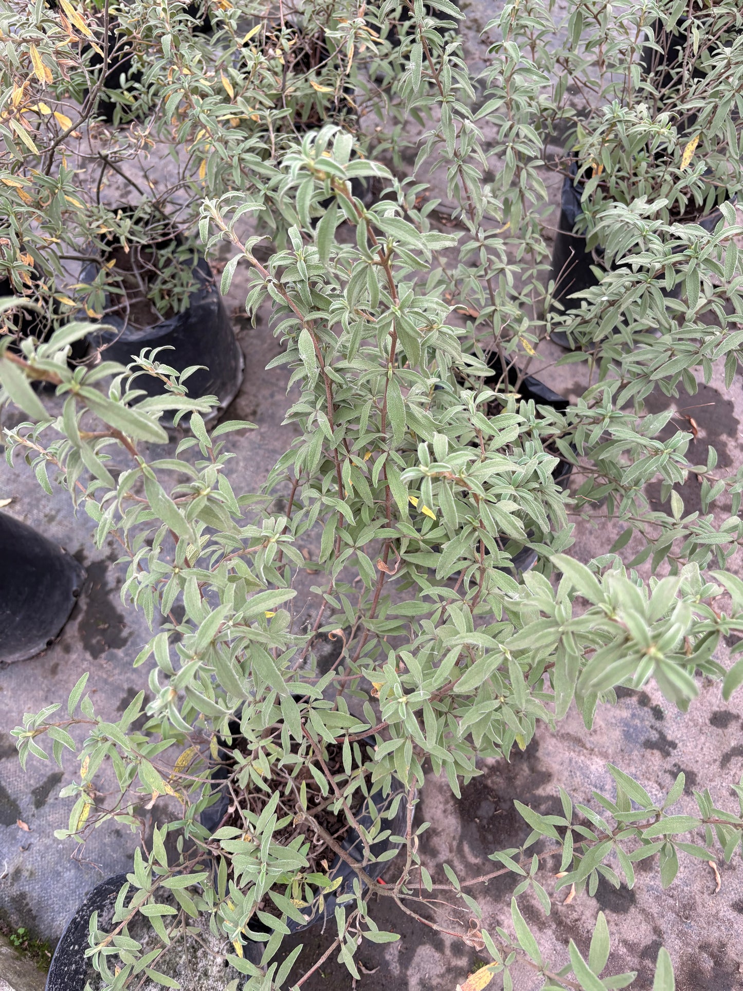 Cistus – Arbusto mediterráneo con flor