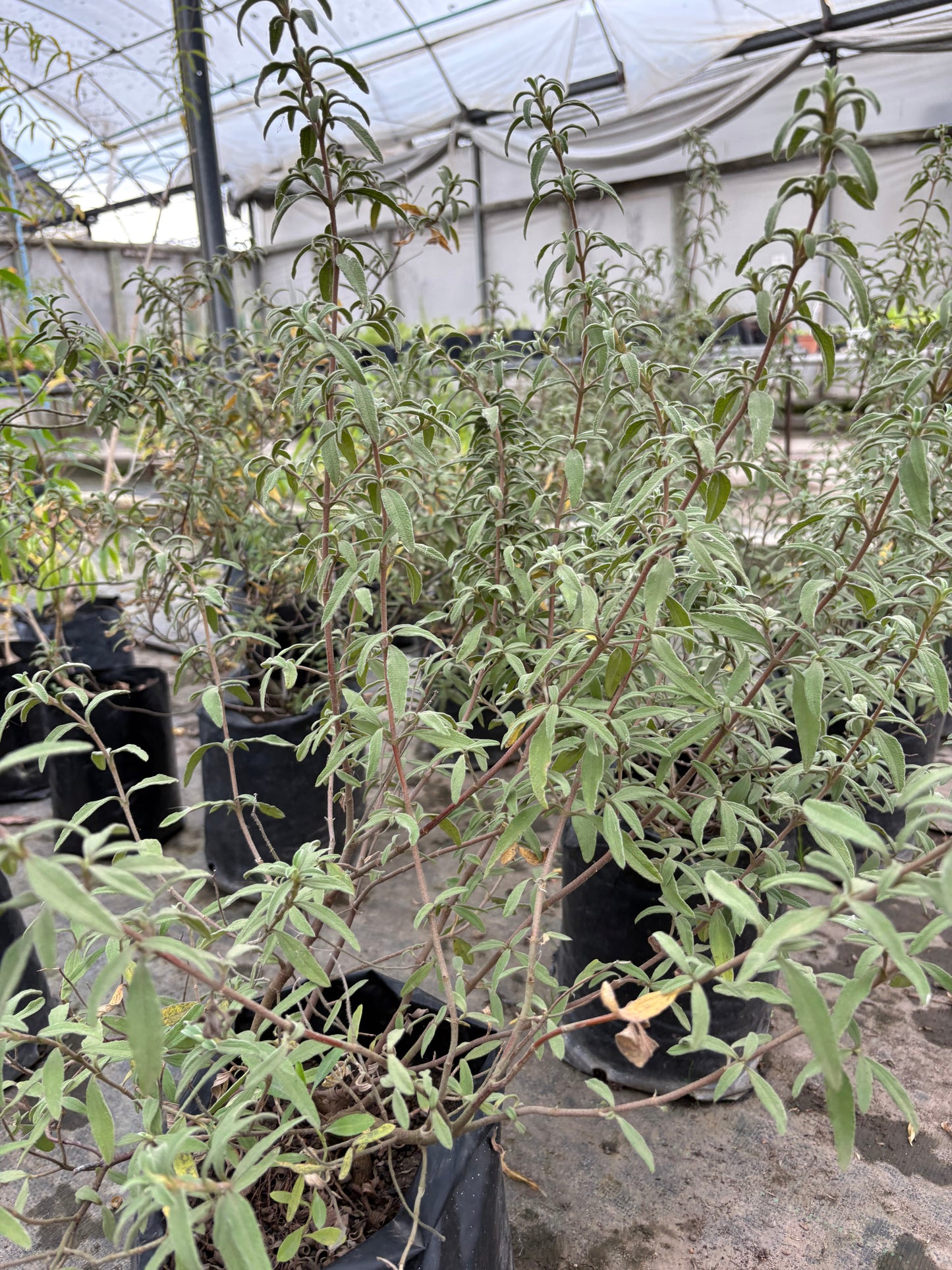 Cistus – Arbusto mediterráneo con flor