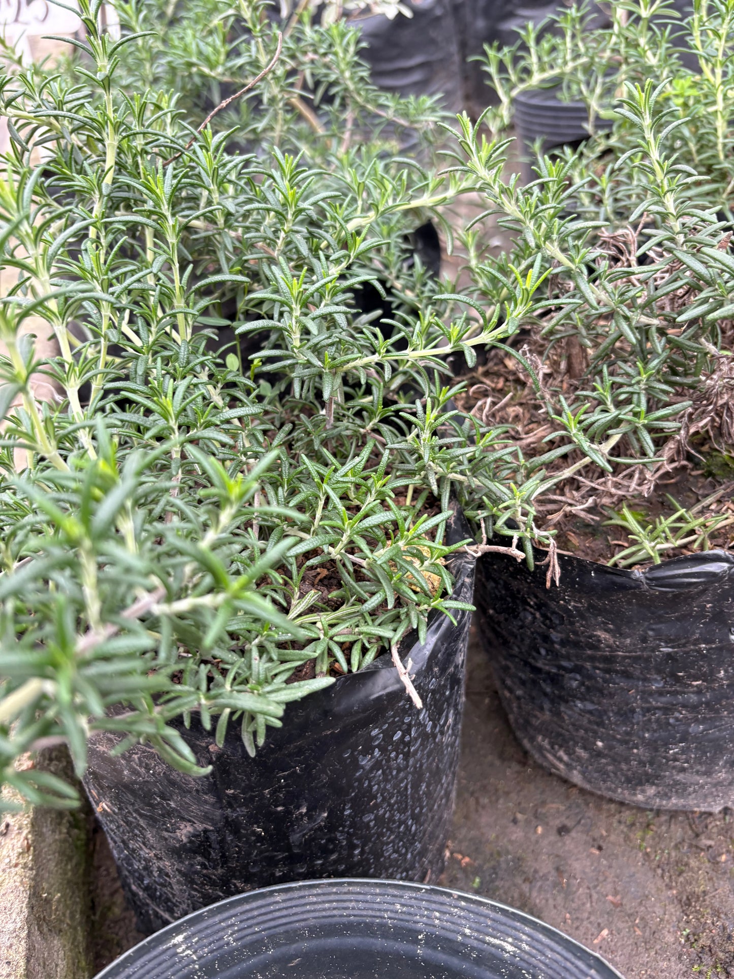 Romero Rastrero – Cubresuelos aromático
