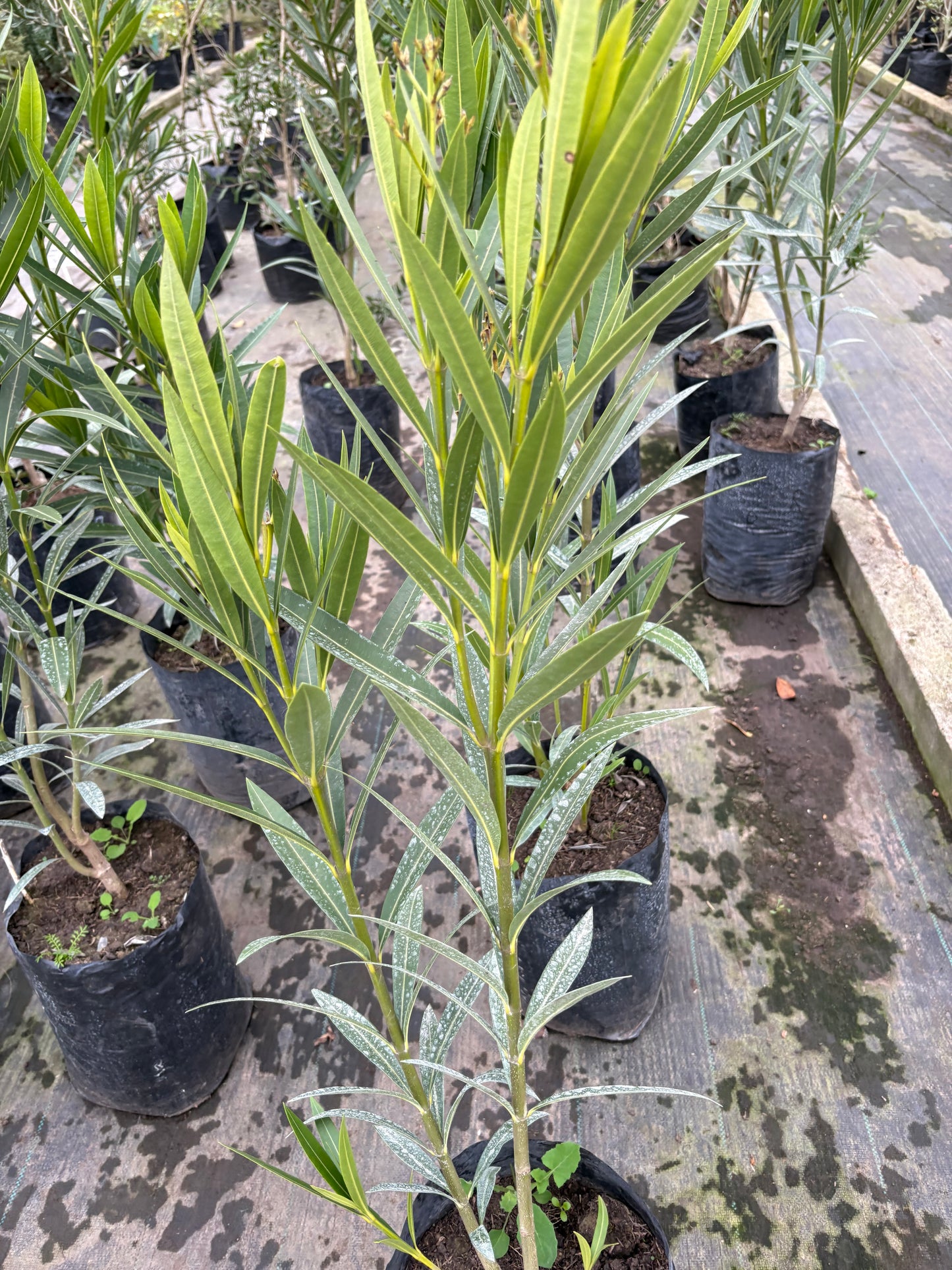 Laurel de Jardín – Aromática y ornamental