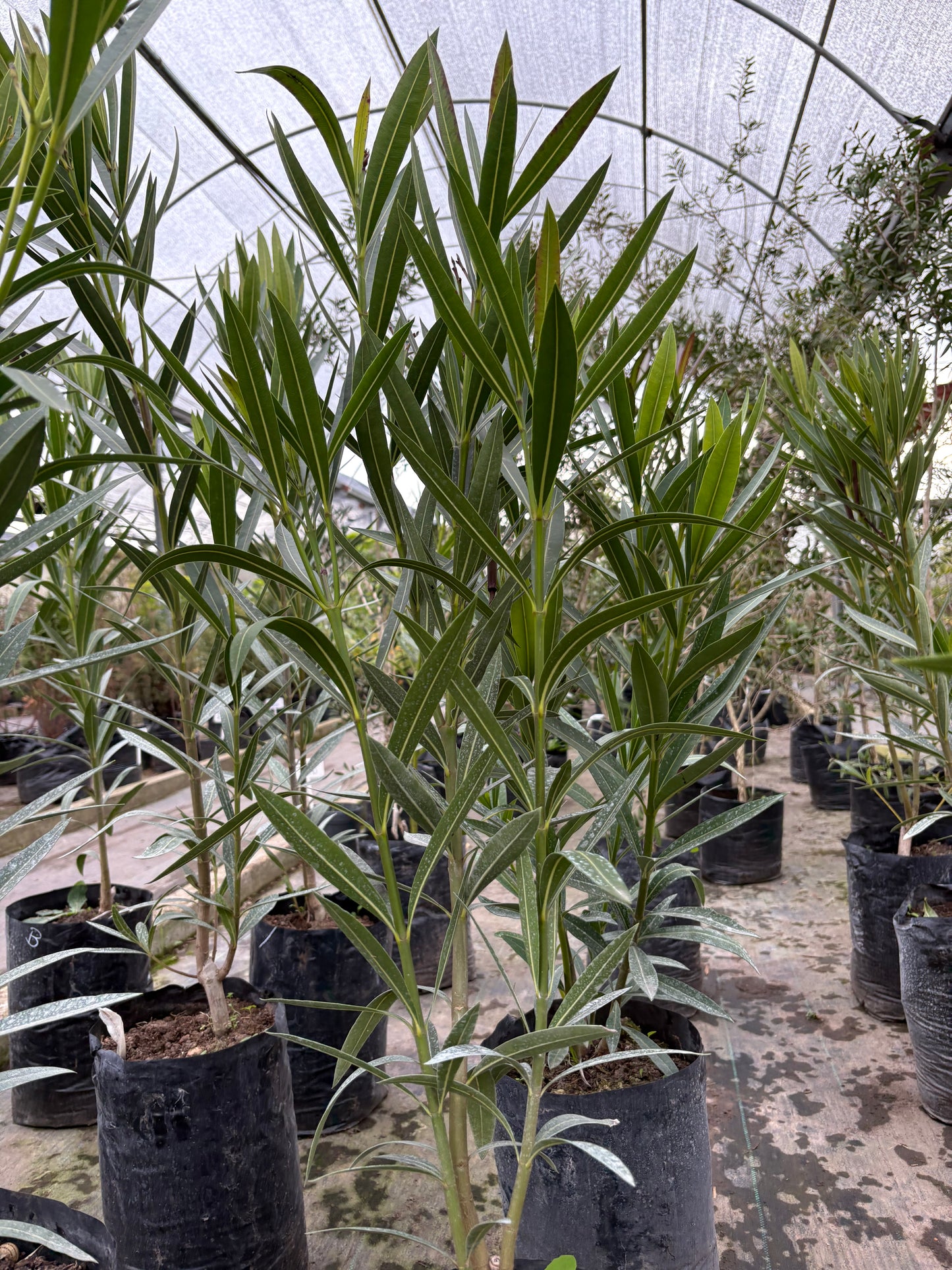 Laurel de Jardín – Aromática y ornamental