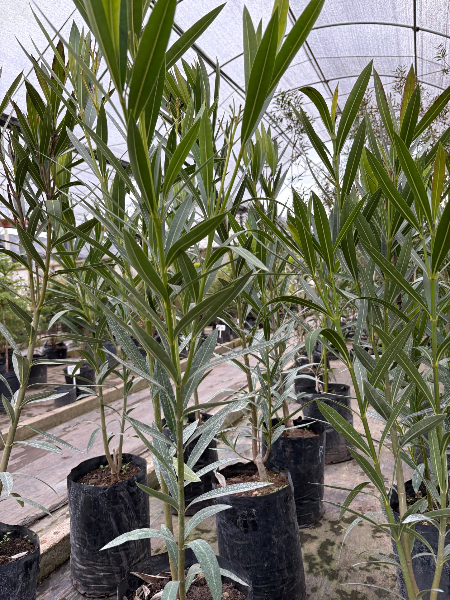 Laurel de Jardín – Aromática y ornamental