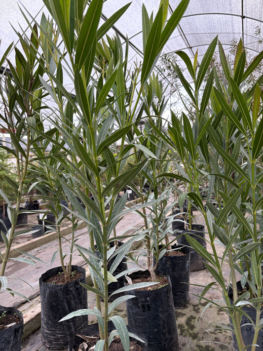 Laurel de Jardín – Aromática y ornamental