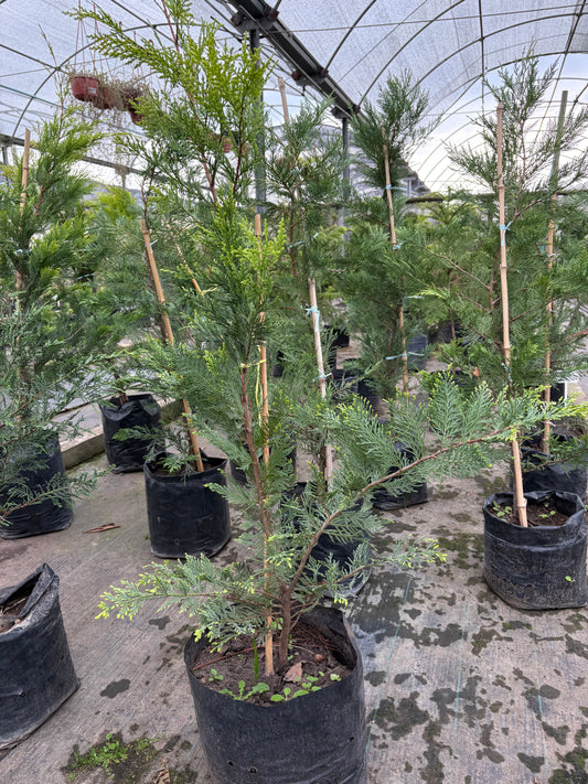 Ciprés Leylandii – Cerco vivo de crecimiento rápido