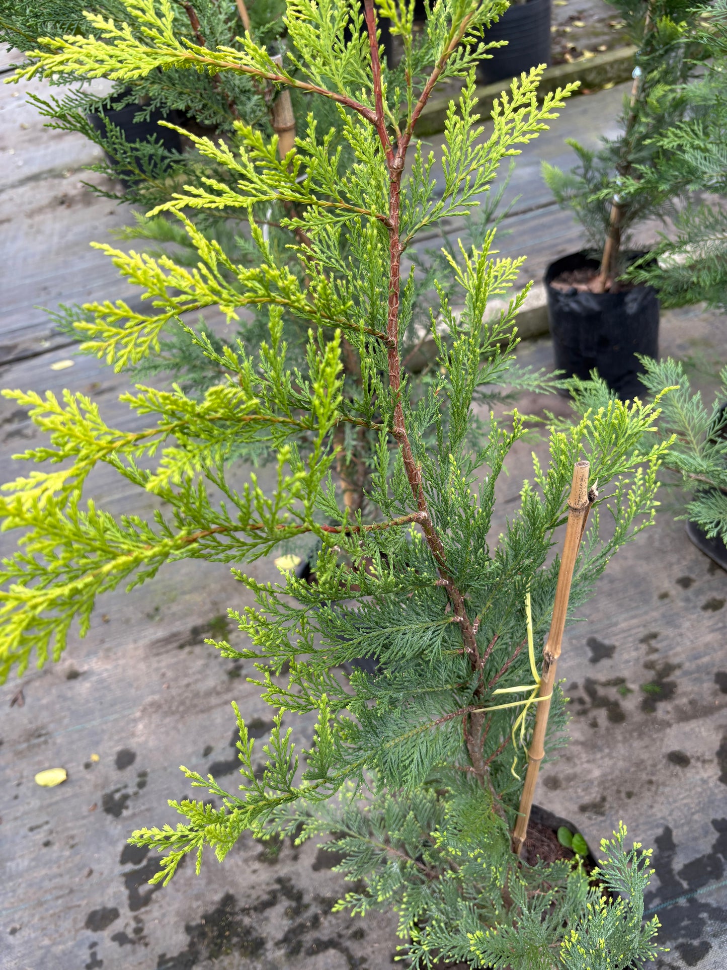 Ciprés Leylandii – Cerco vivo de crecimiento rápido
