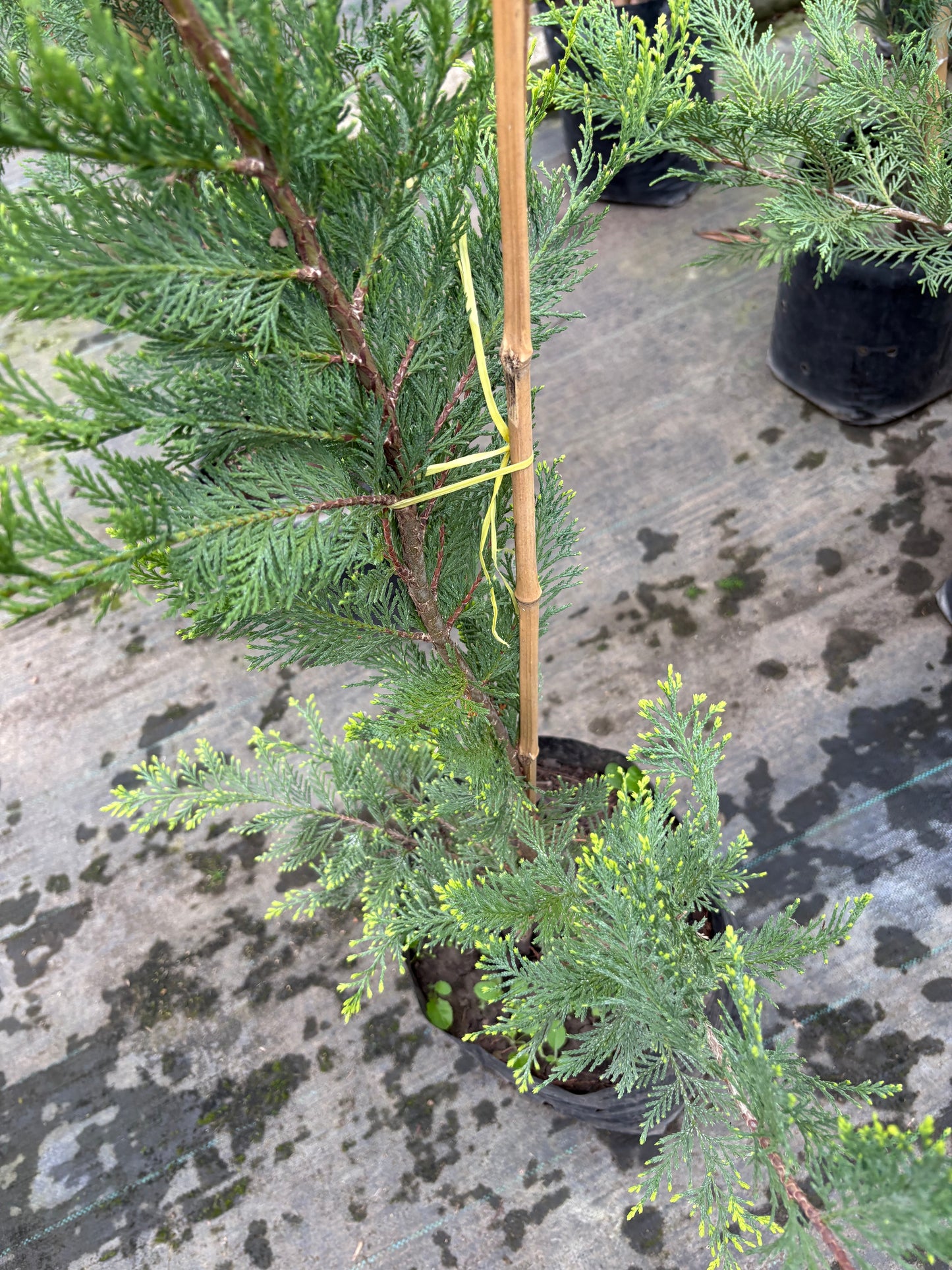 Ciprés Leylandii – Cerco vivo de crecimiento rápido