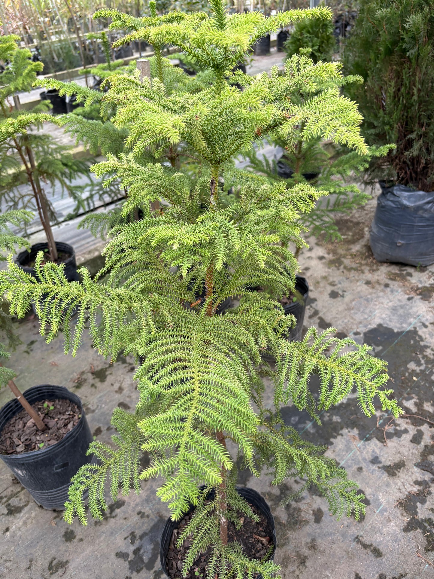 Araucaria Excelsa – El pino de interior
