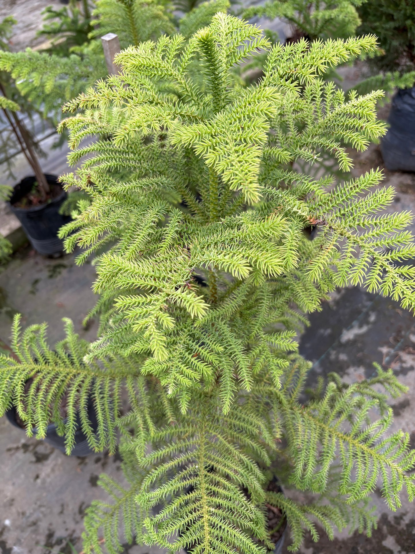 Araucaria Excelsa – El pino de interior