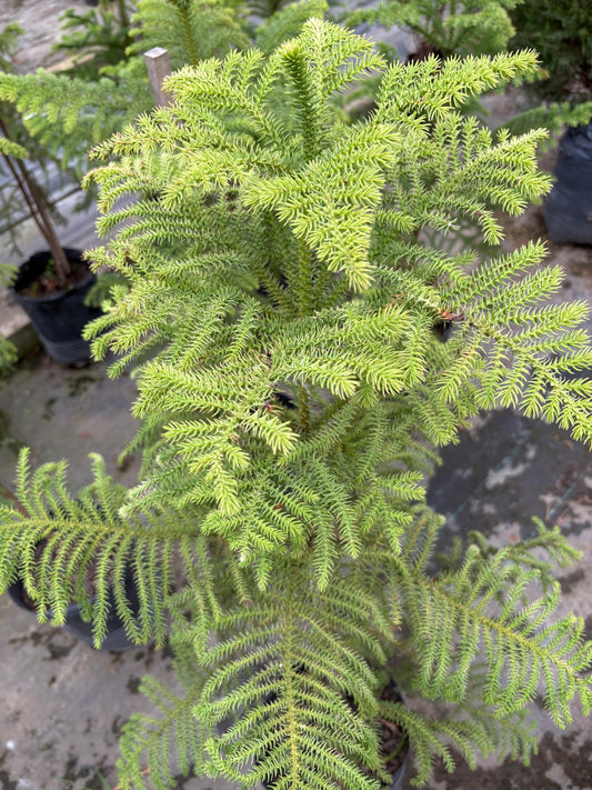 Araucaria Excelsa – El pino de interior