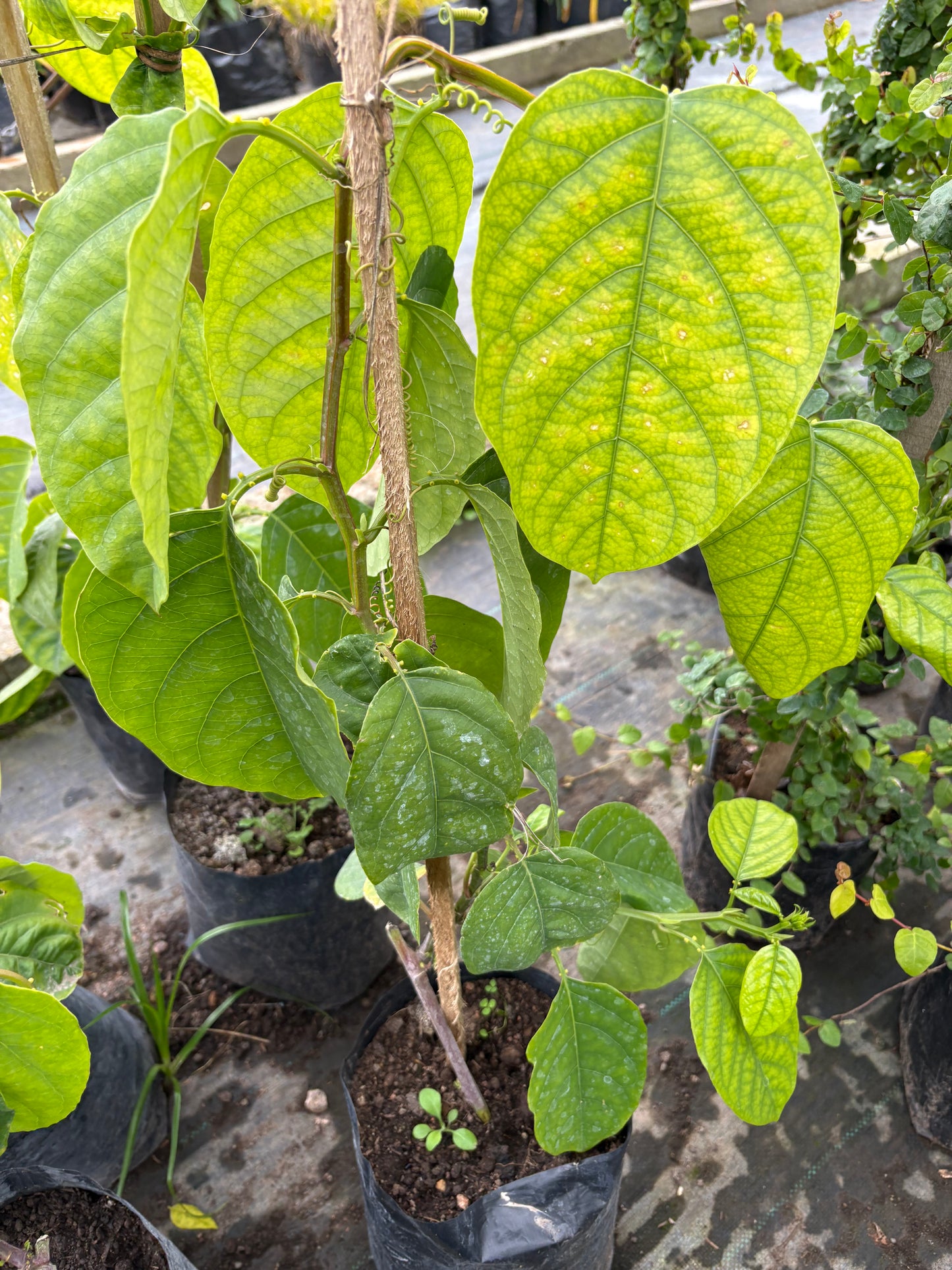 Maracuyá (Pasionaria) – Trepadora con fruta exótica