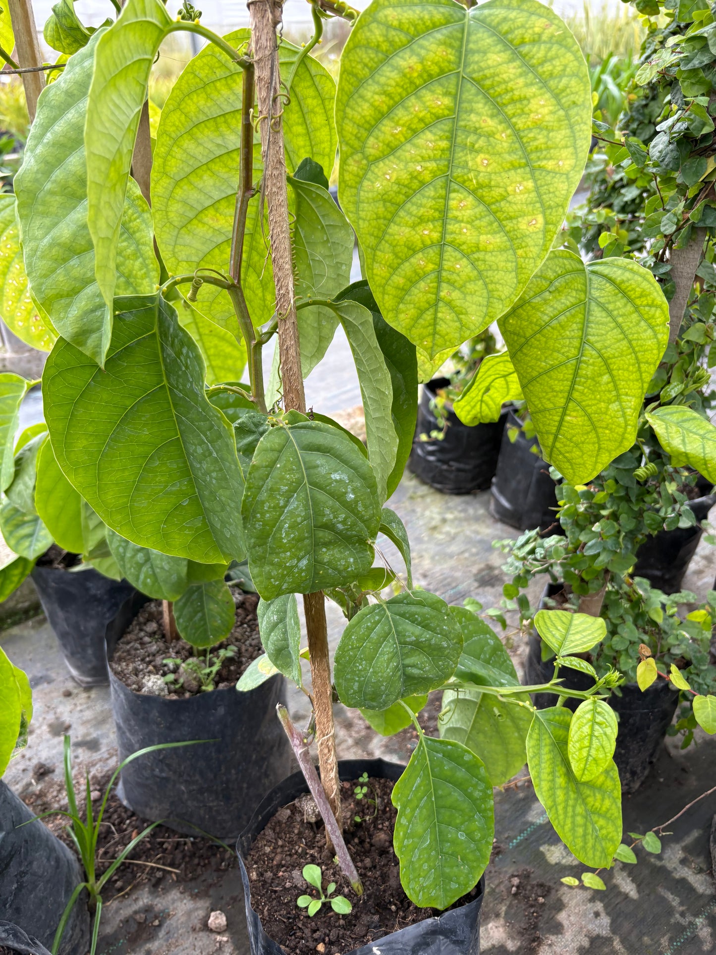 Maracuyá (Pasionaria) – Trepadora con fruta exótica
